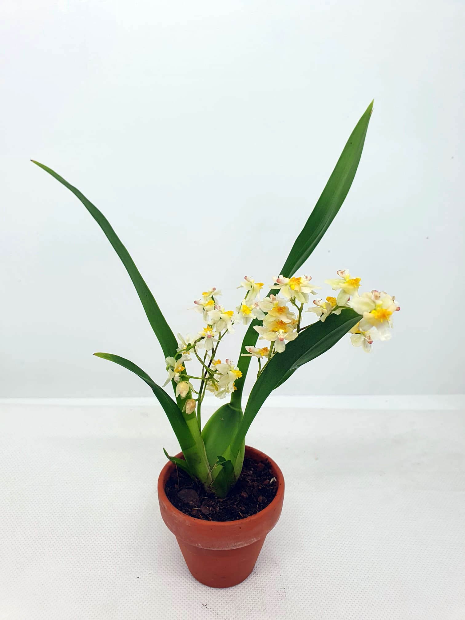 Oncidium Twinkle pearl mini