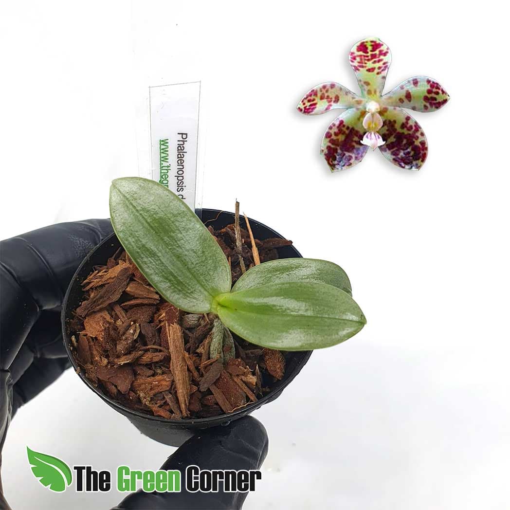 Phalaenopsis dowerensis en kit de rustificacion: tus orquideas en proceso de adaptación para que puedas disfrutar de todo el proceso vegetativo.