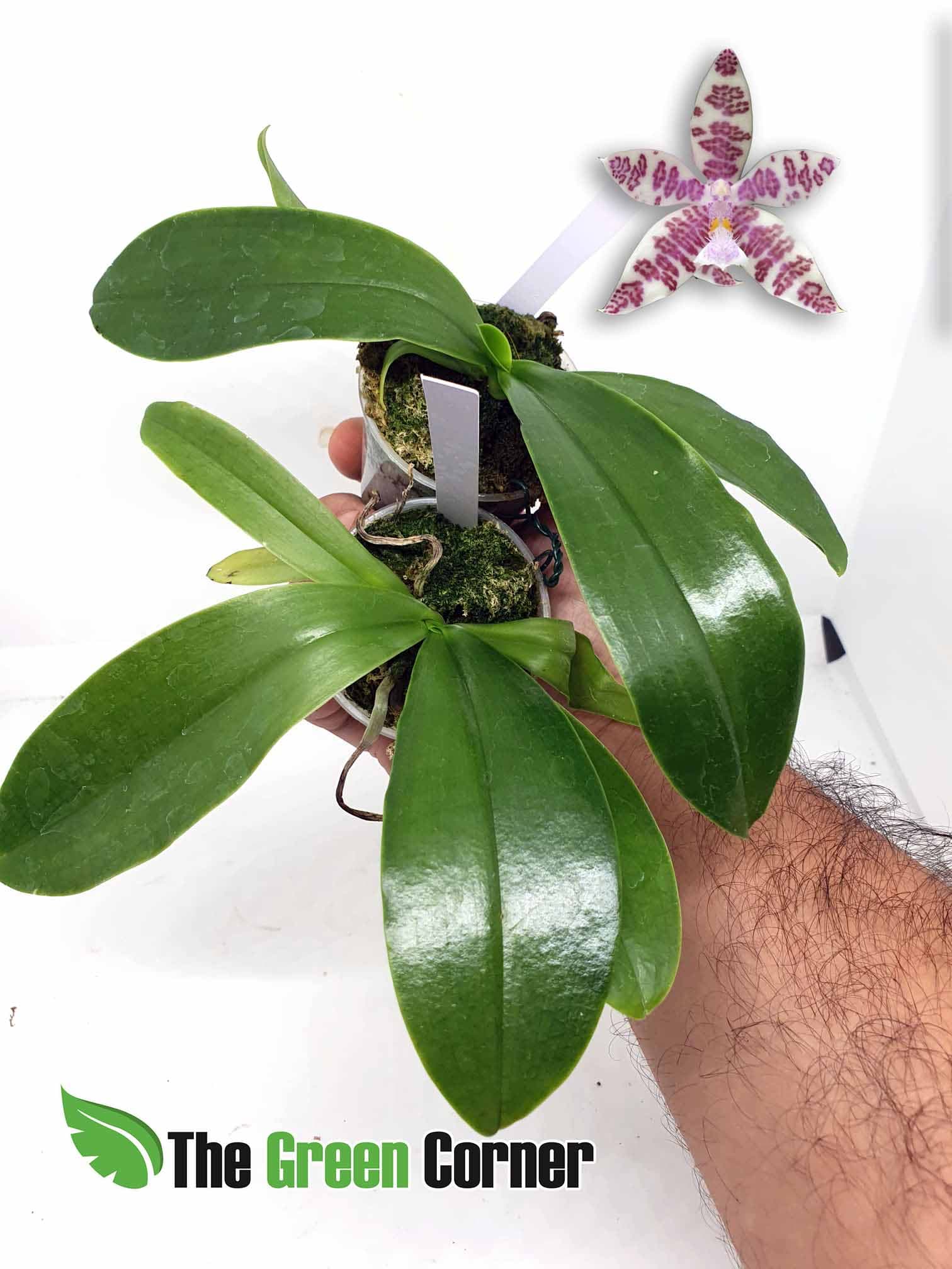 Phalaenopsis hieroglyphica: Preciosa Phalaenopsis botánica