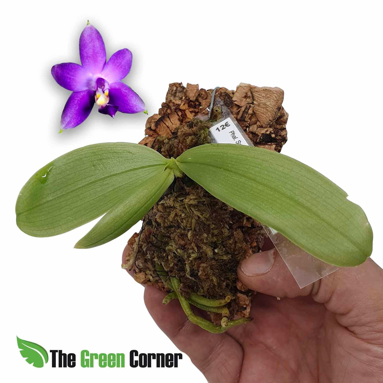 Phalaenopsis Samera índigo x penang violacia “alba”: Una de nuestras conocidas phalaenopsis con floracion morada intensa. Preciosa!