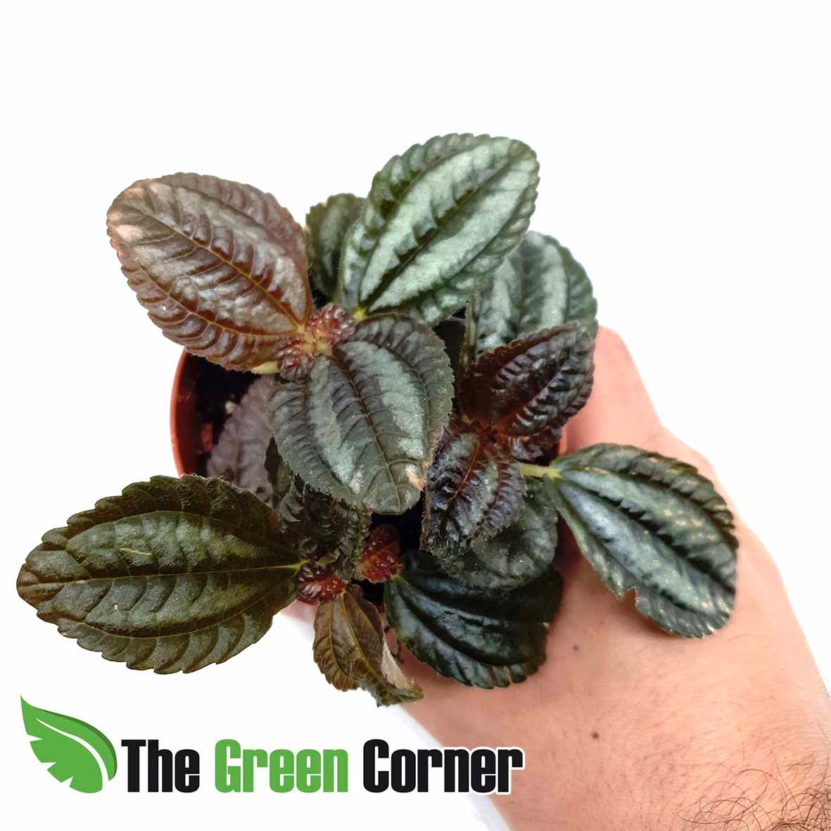 Pilea Norfolk; es una planta tropical procedente de America central y del Sur