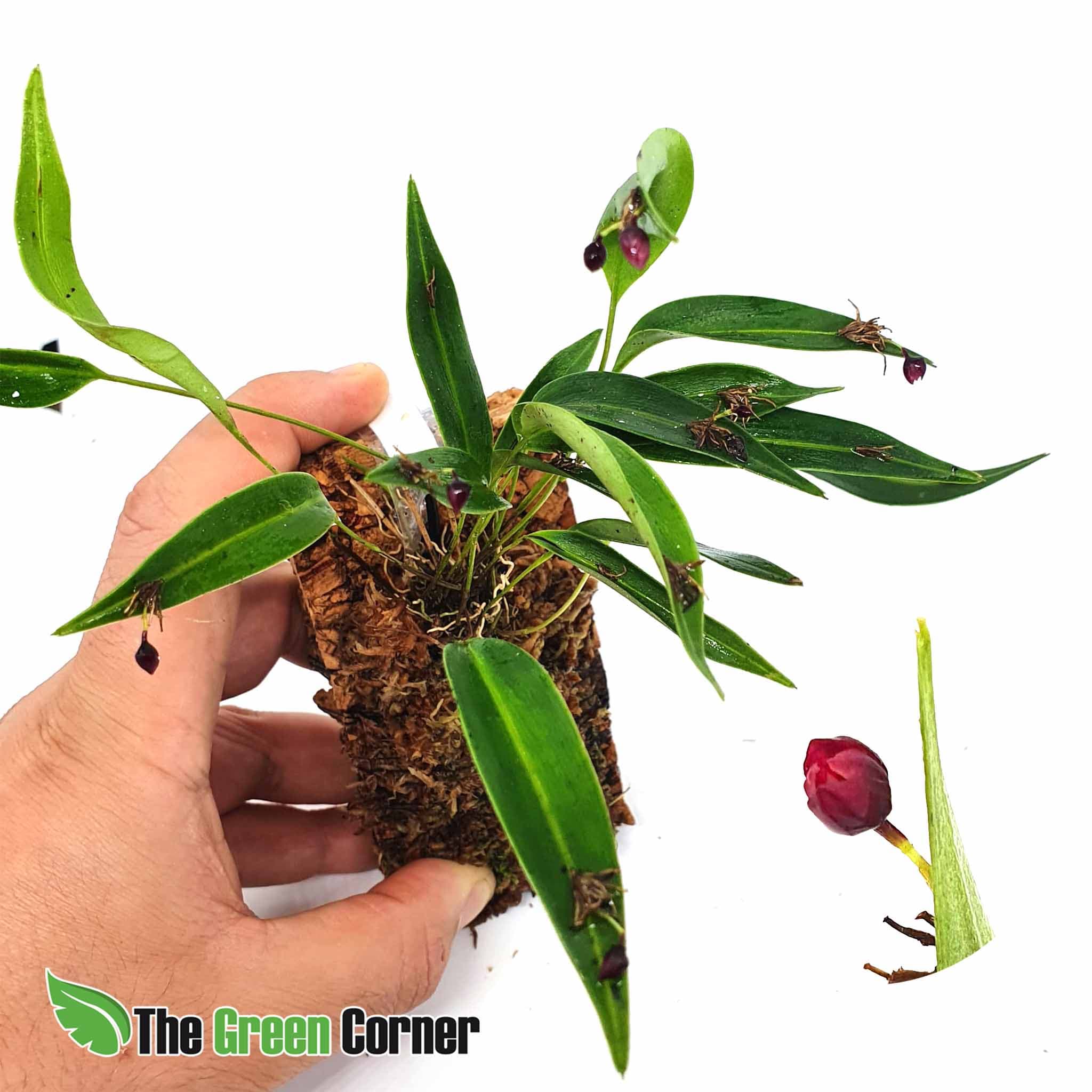 Pleurothallis ruscaria: Preciosa especie de nuestra seccion Orquideas de Ecuador. Donde encontraras las especies mas codiciadas de este Pais