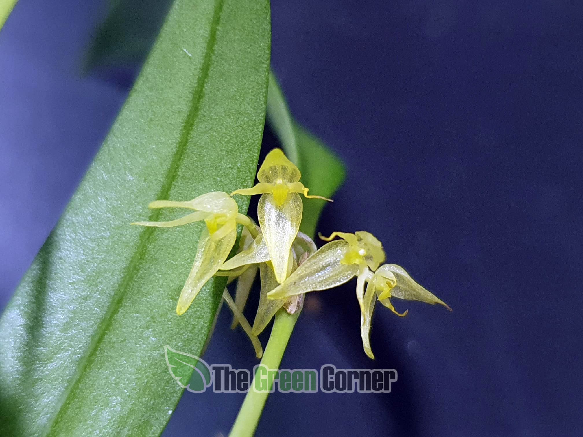 Pleurothallis ruscifolia: Orquidea de tamaño medio con hojas alargadas que florece varias veces al año en buenas condiciones de humedad.