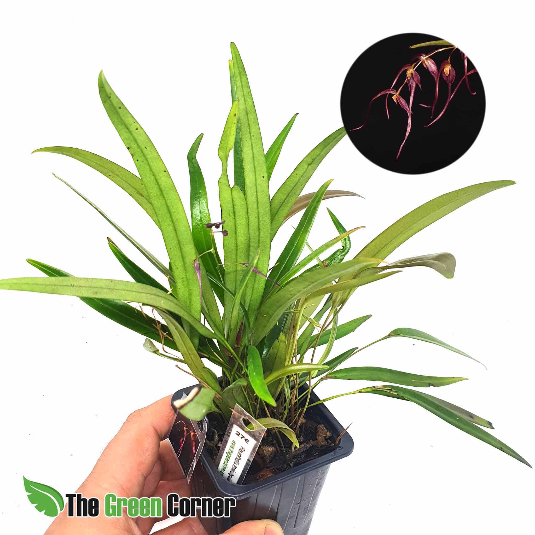 Pleurothallis Tenuisepala: Preciosa especie de nuestra seccion Orquideas de Ecuador. Donde encontraras las especies mas codiciadas de este Pais
