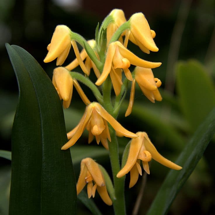 Polystachya bella: La hermosa Polystachya florece principalmente en invierno desde la inflorescencia de hasta 25 cm de largo