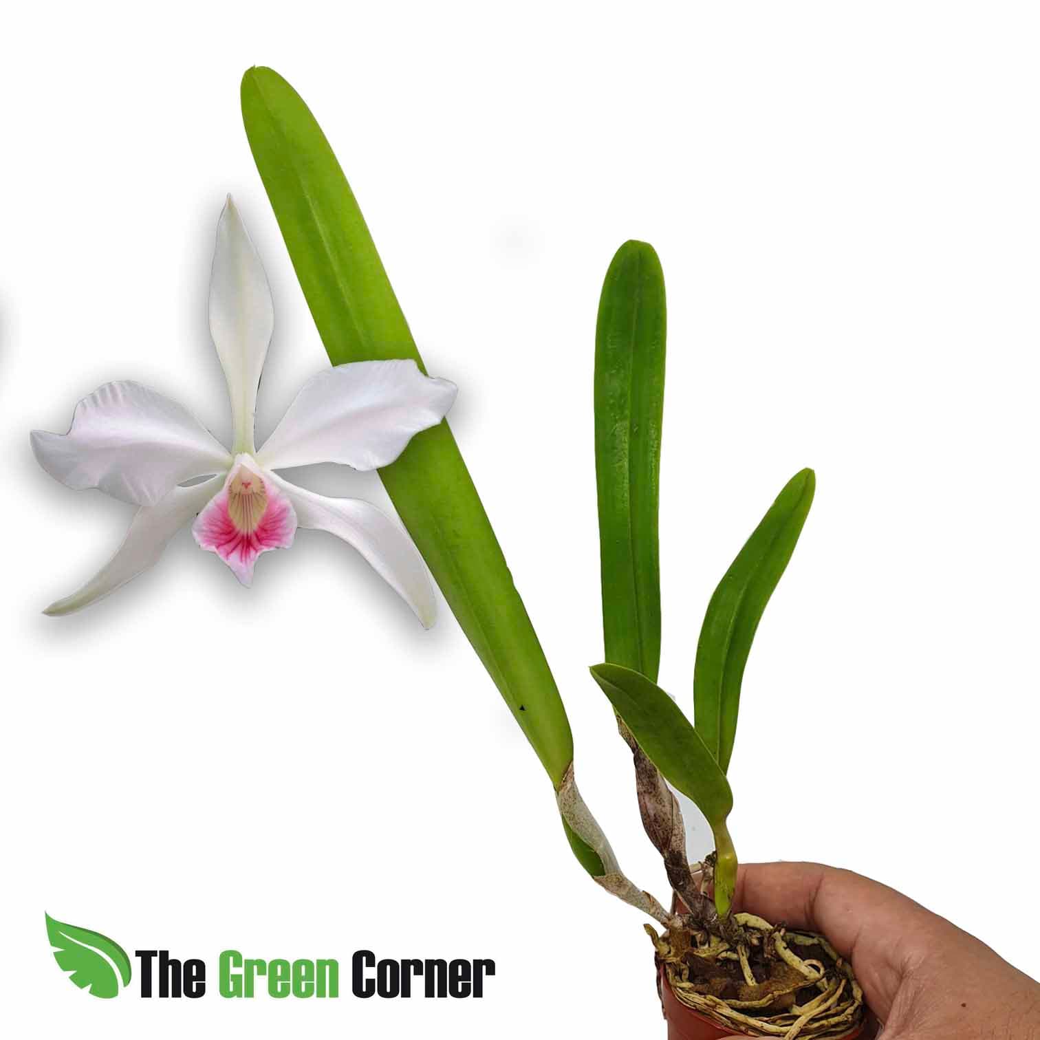 Laelia purpurata "ruselliana x concolor": preciosa Orquidea que nos recuerda a las cattleyas en su forma de florecer. Preciosos colores y cultivo sencillo.