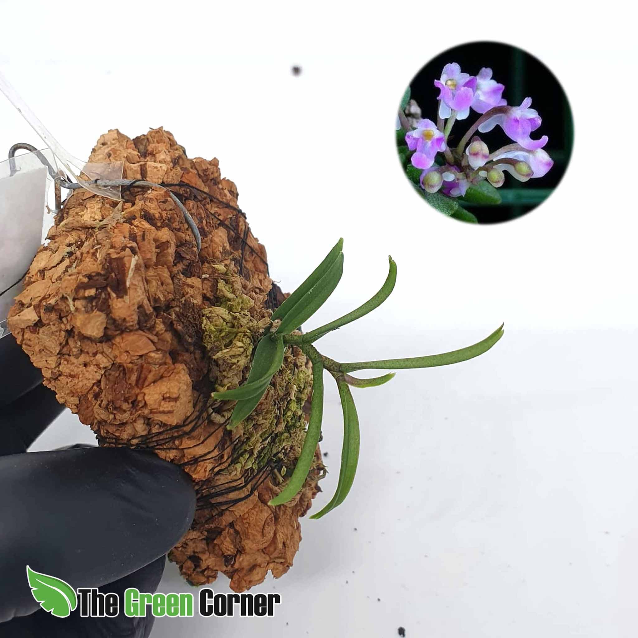 Schoenorchis pachyacris: Pequeña vandacea de floracion azulada