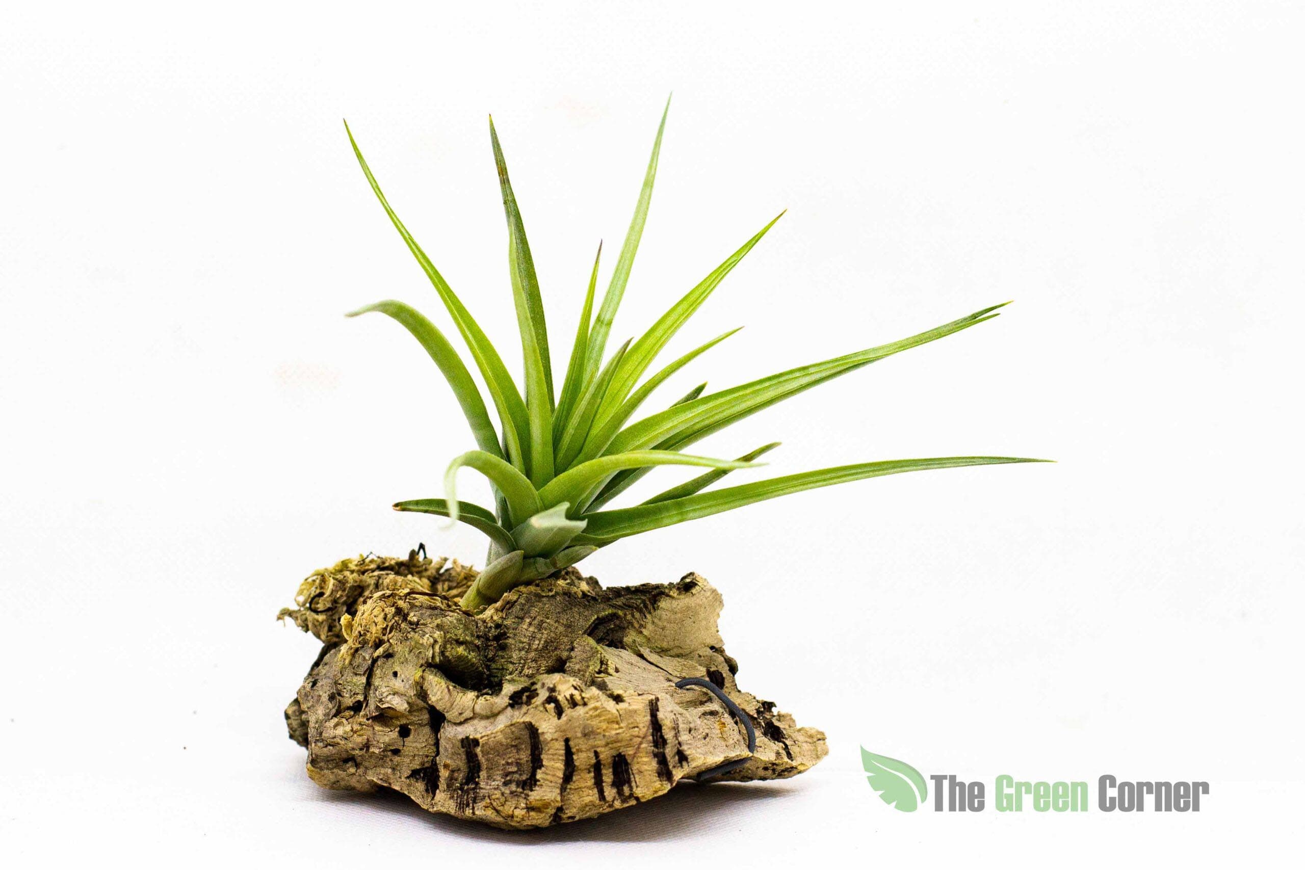 Tillandsia Aeranthos:es una especie muy popular