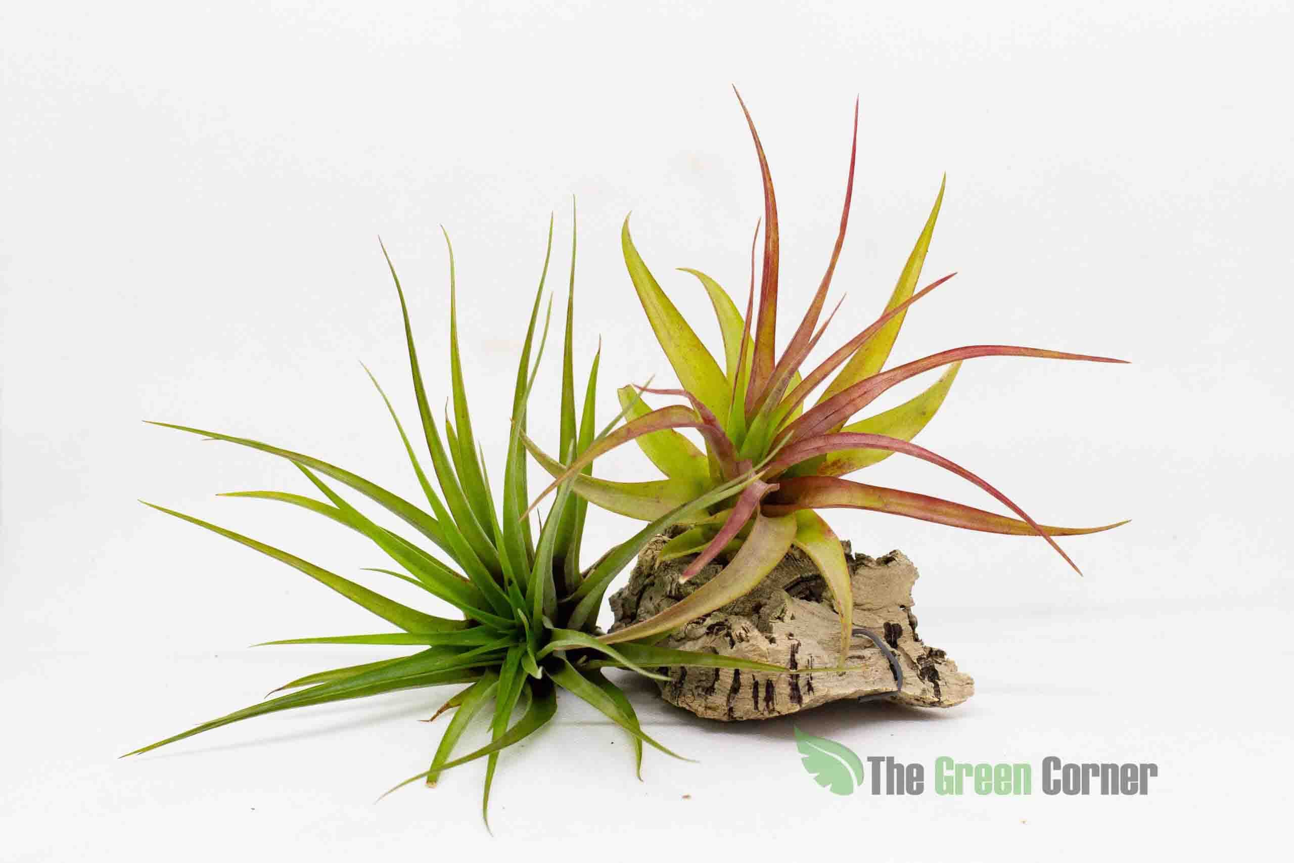 Tillandsia Brachycaulos Multiflora. Una preciosa Tillandsia que cambia de color en las diferentes estaciones