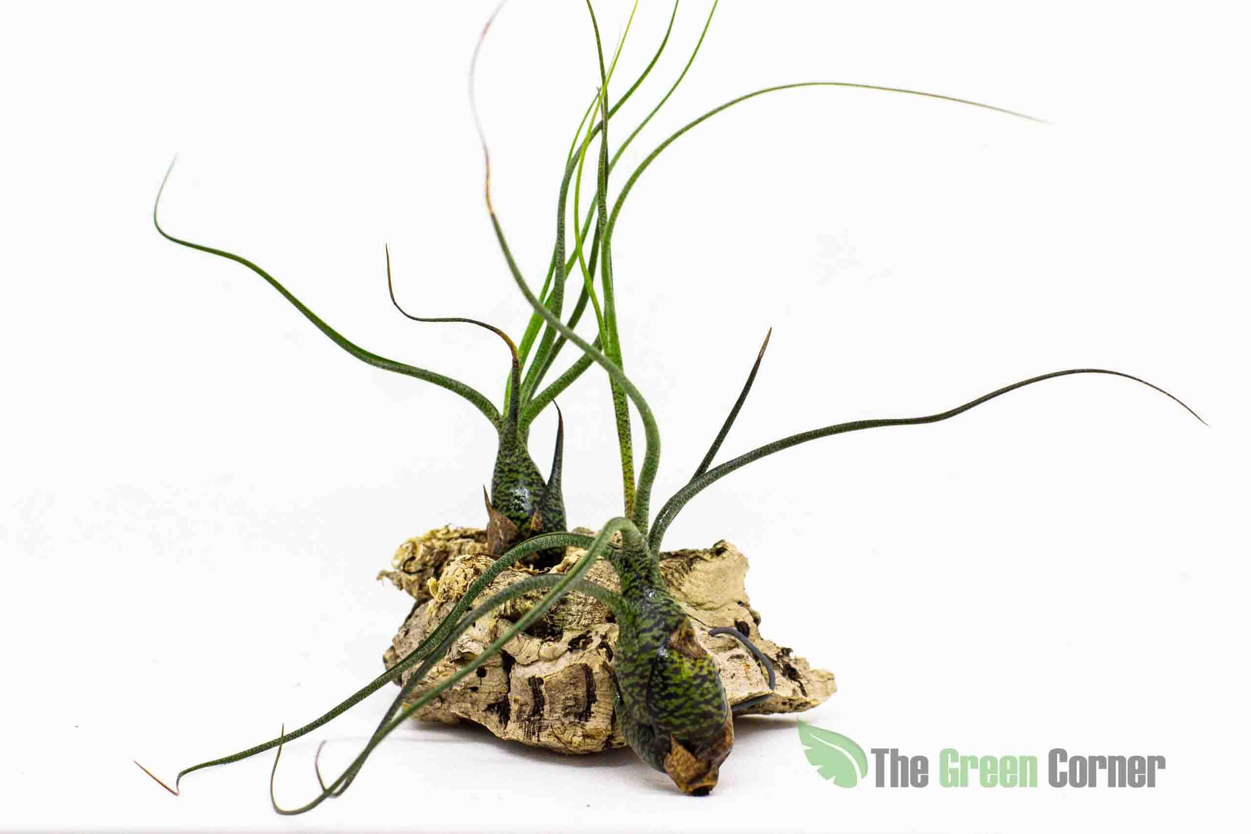 Tillandsia butzii: Especie muy decorativa emparentada con la T. bulbosa