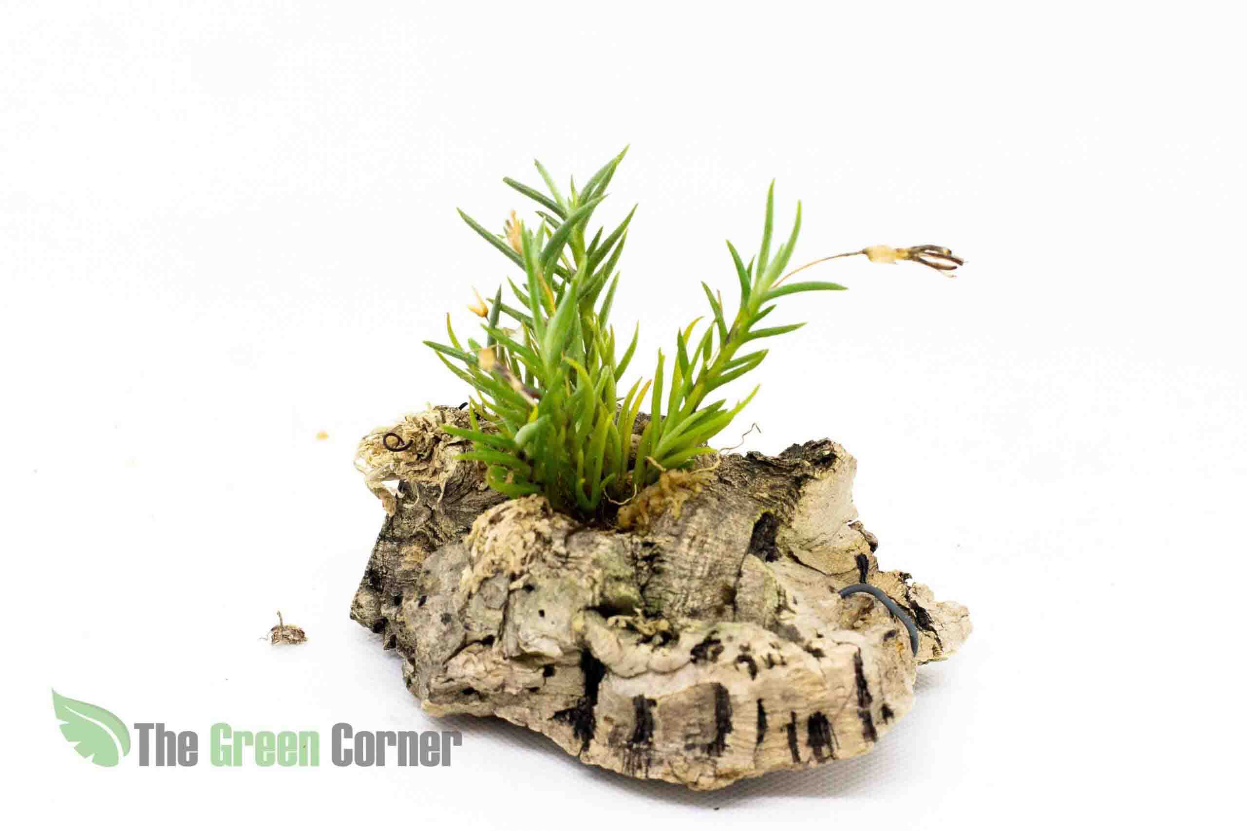 Tillandsia Capillaris