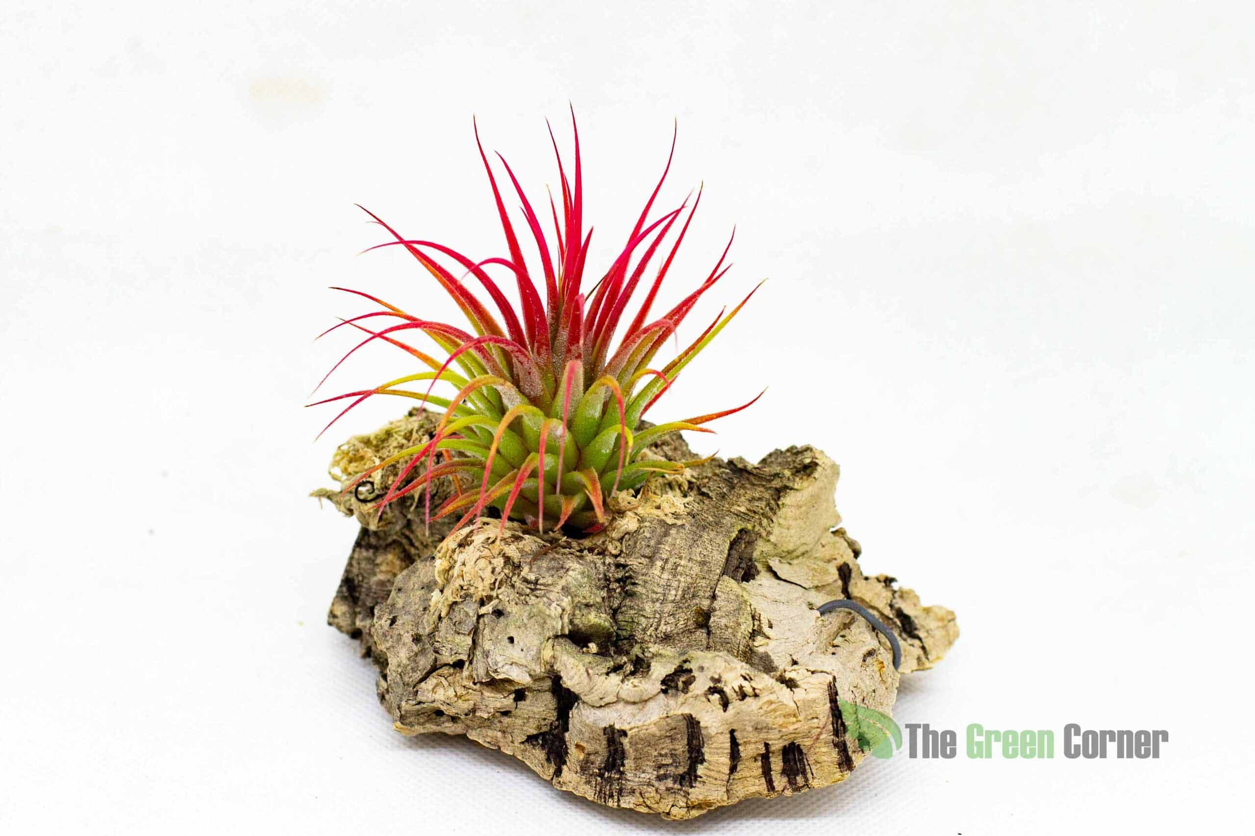 Tillandsia Ionantha var. ionantha. Tillandsia de cuidados sencillos y de precio muy asequible. Cuando florece es una planta espectacular