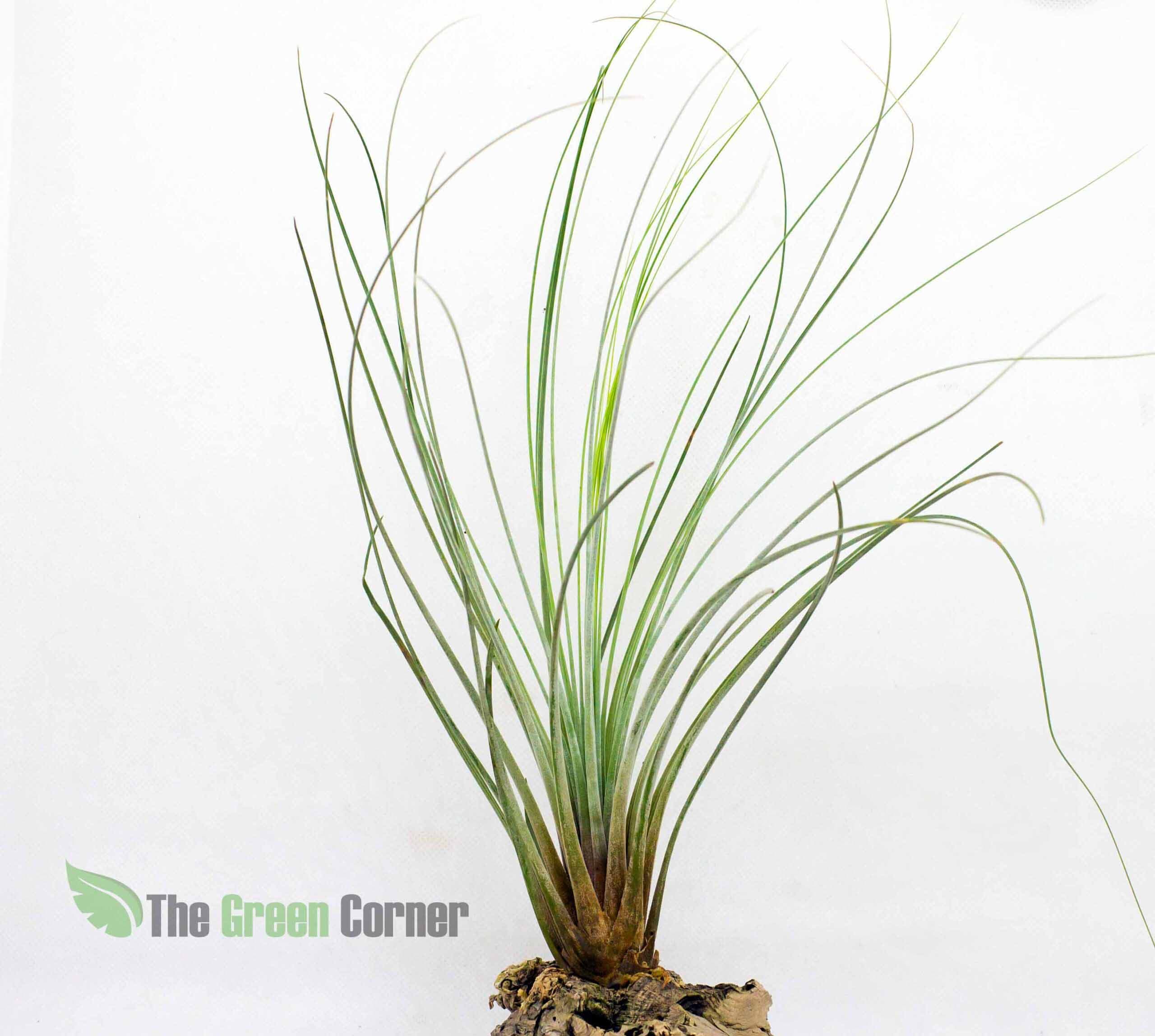 La Tillandsia Juncea es una especie epífita y acaulescente