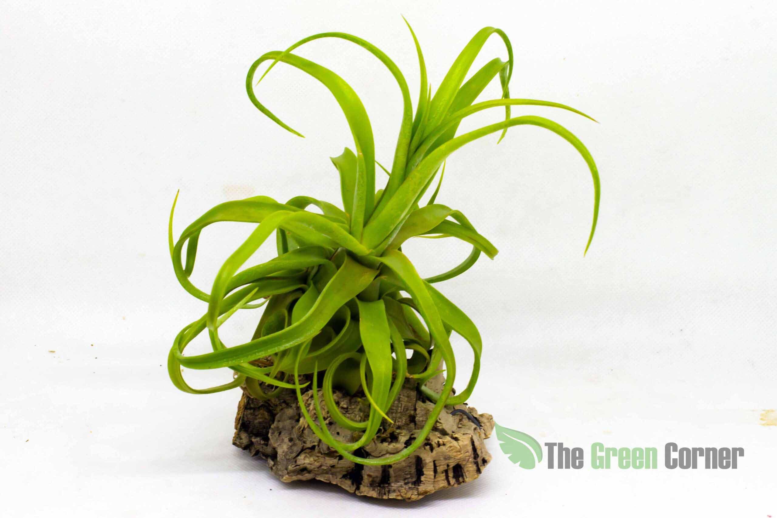 Tillandsia Streptophylla