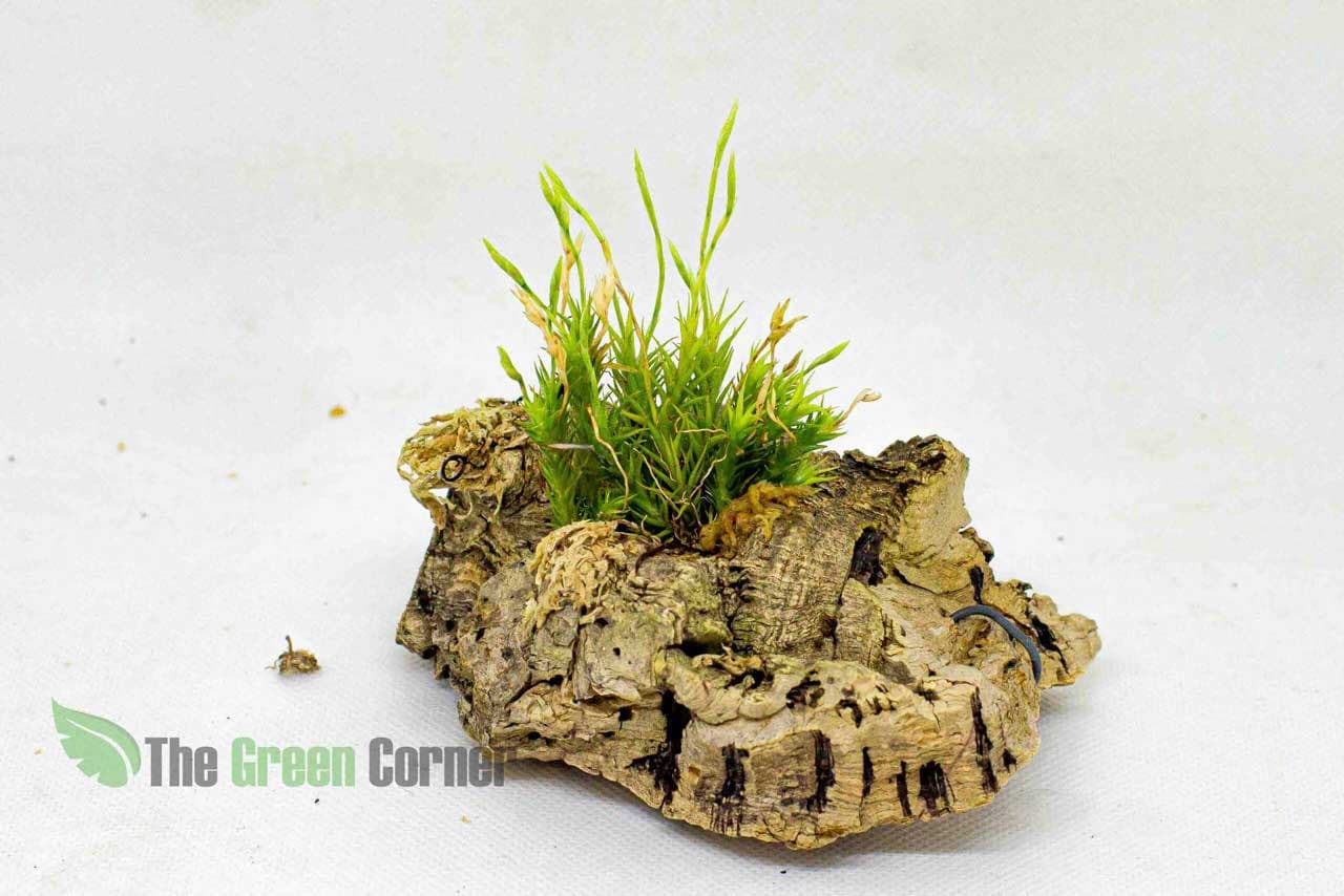 Tillandsia Tricholepis Pulk