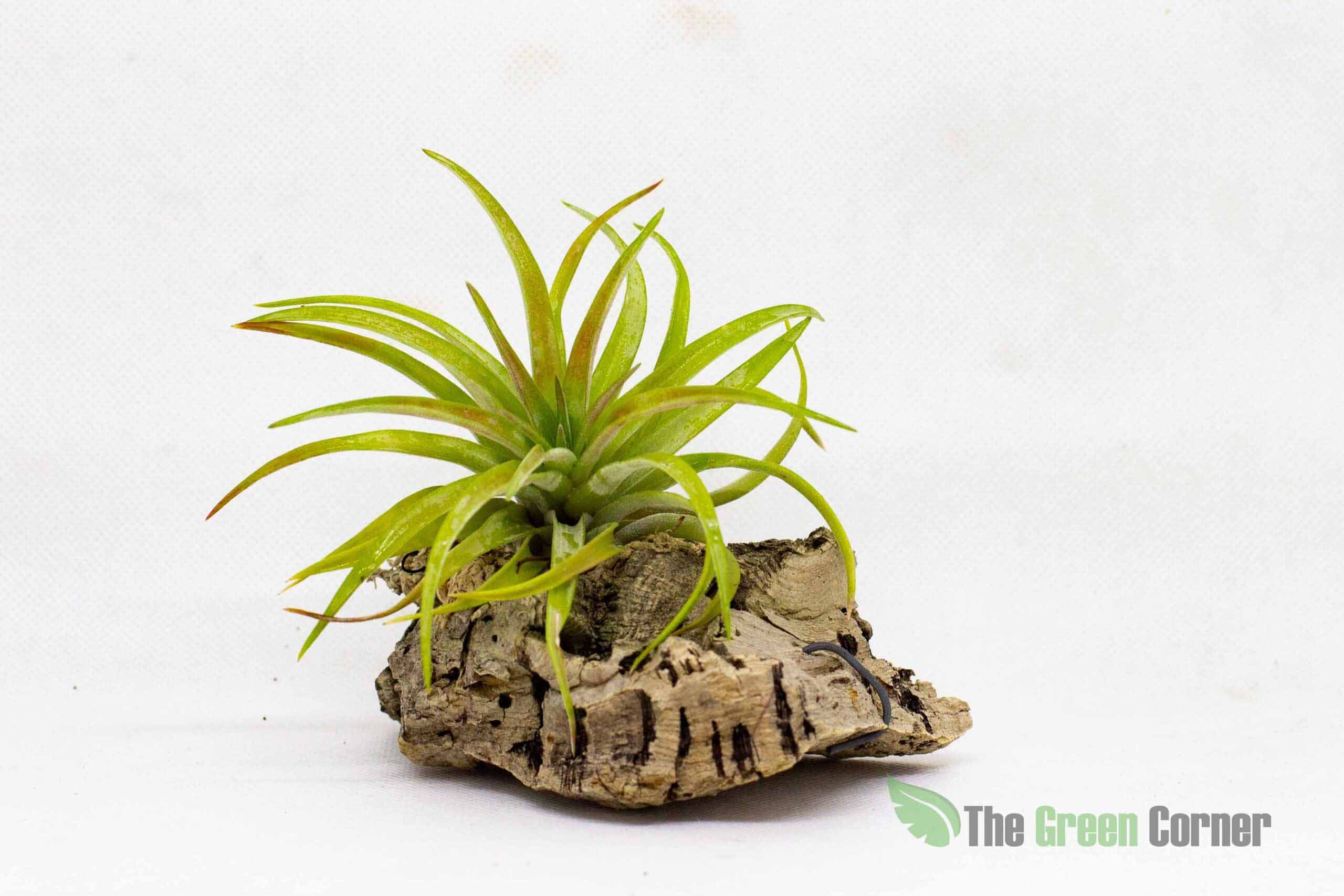 La Tillandsia Velutina es un ejemplar nativo de México. La floración de este ejemplar es espectacular
