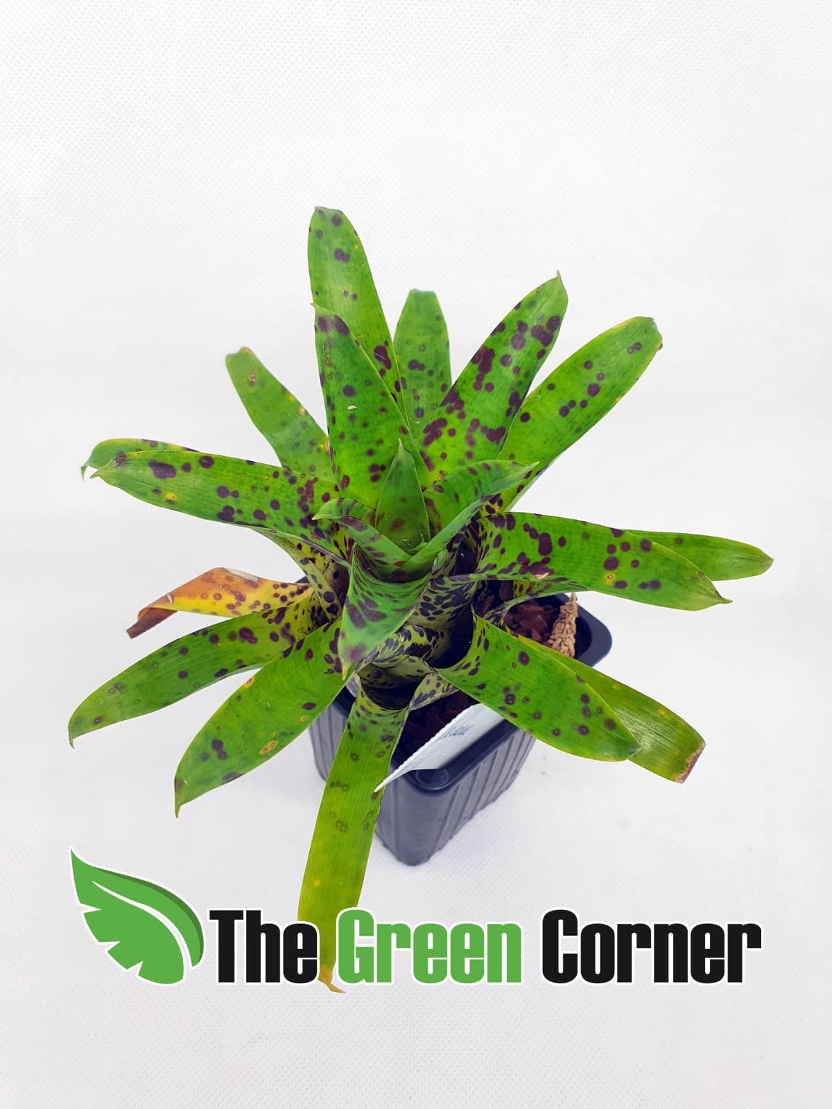 La Vriesea racinae (Vriesea racinae) es una planta herbácea siempreverde perteneciente a la familia de las Bromelias.