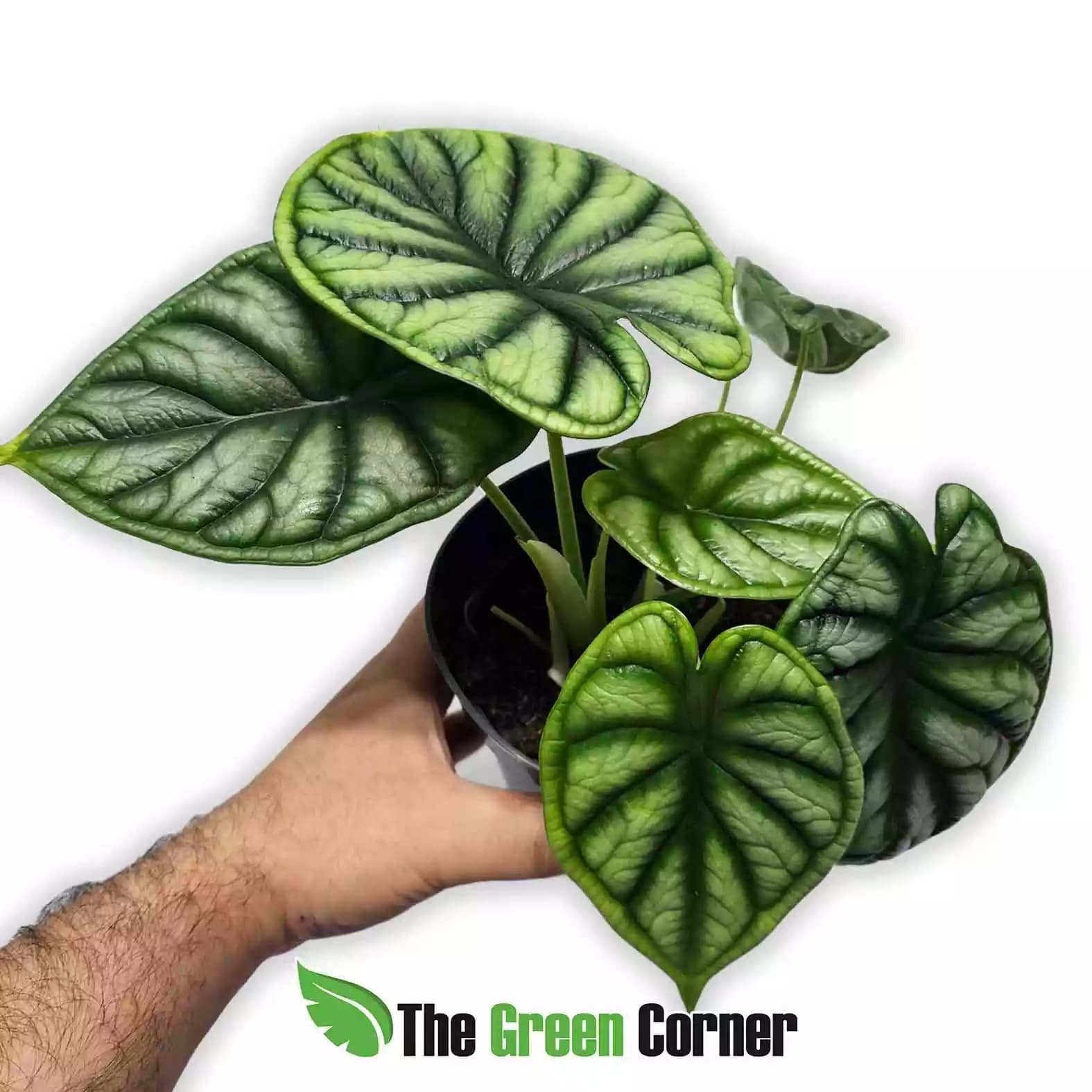 Alocasia-silver-dragon