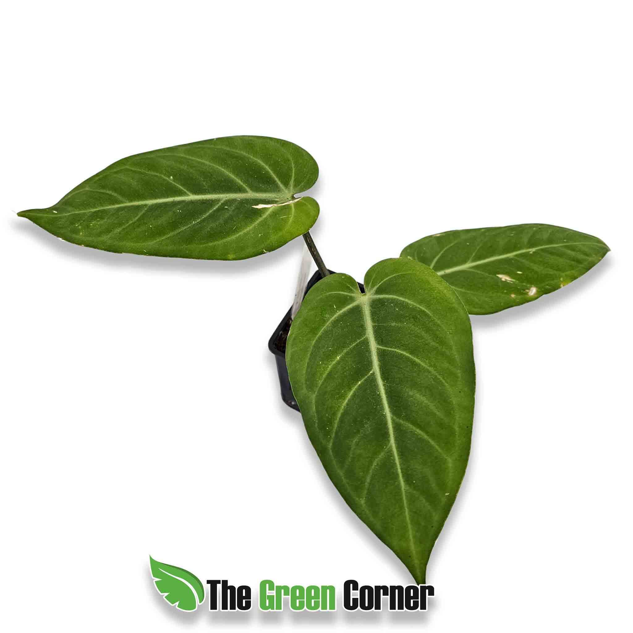 Anthurium-villenaorum