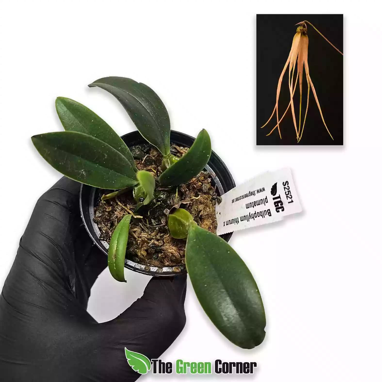 Bulbophyllum thiurum × plumatum