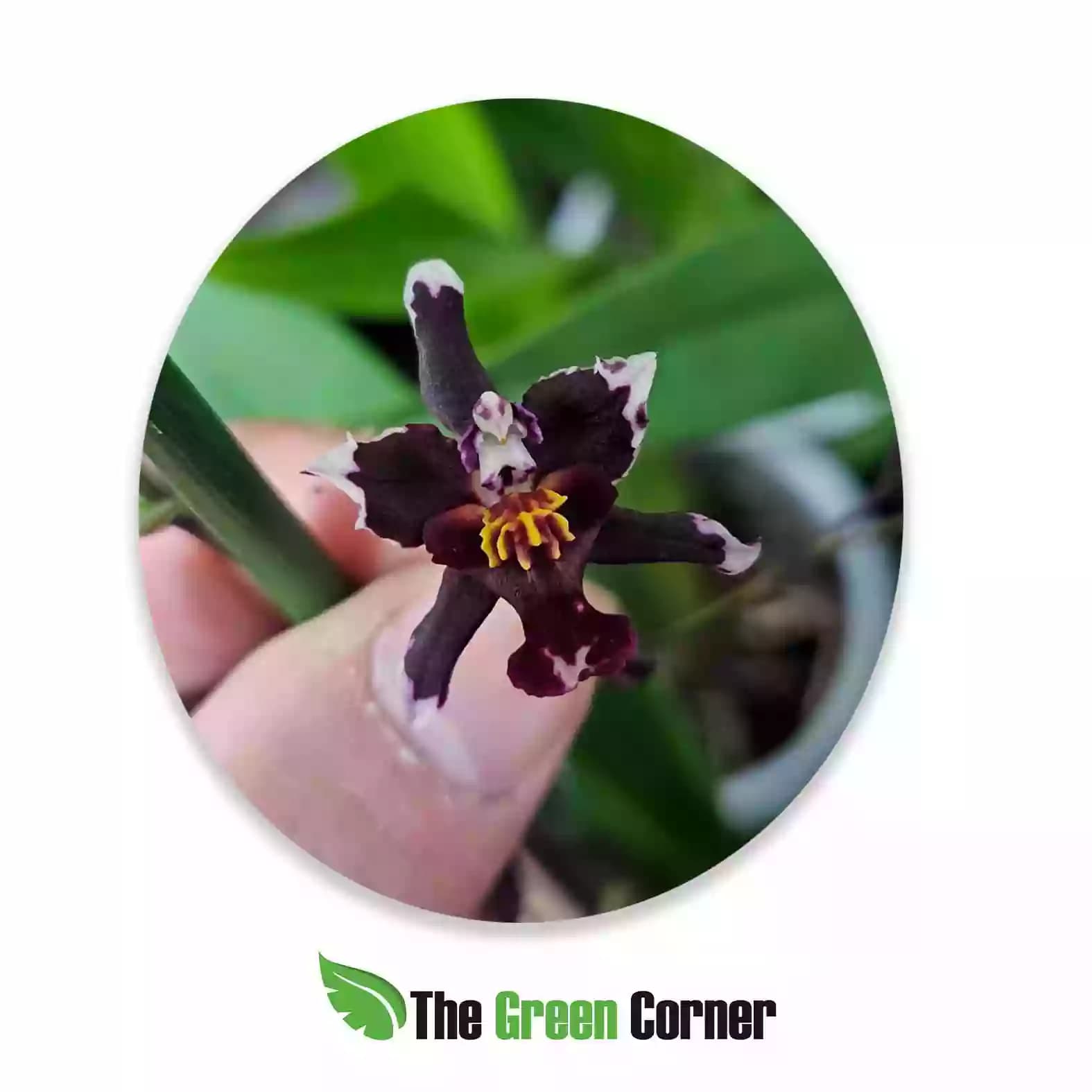 Cambria-hibrida-odontocidium-midnight