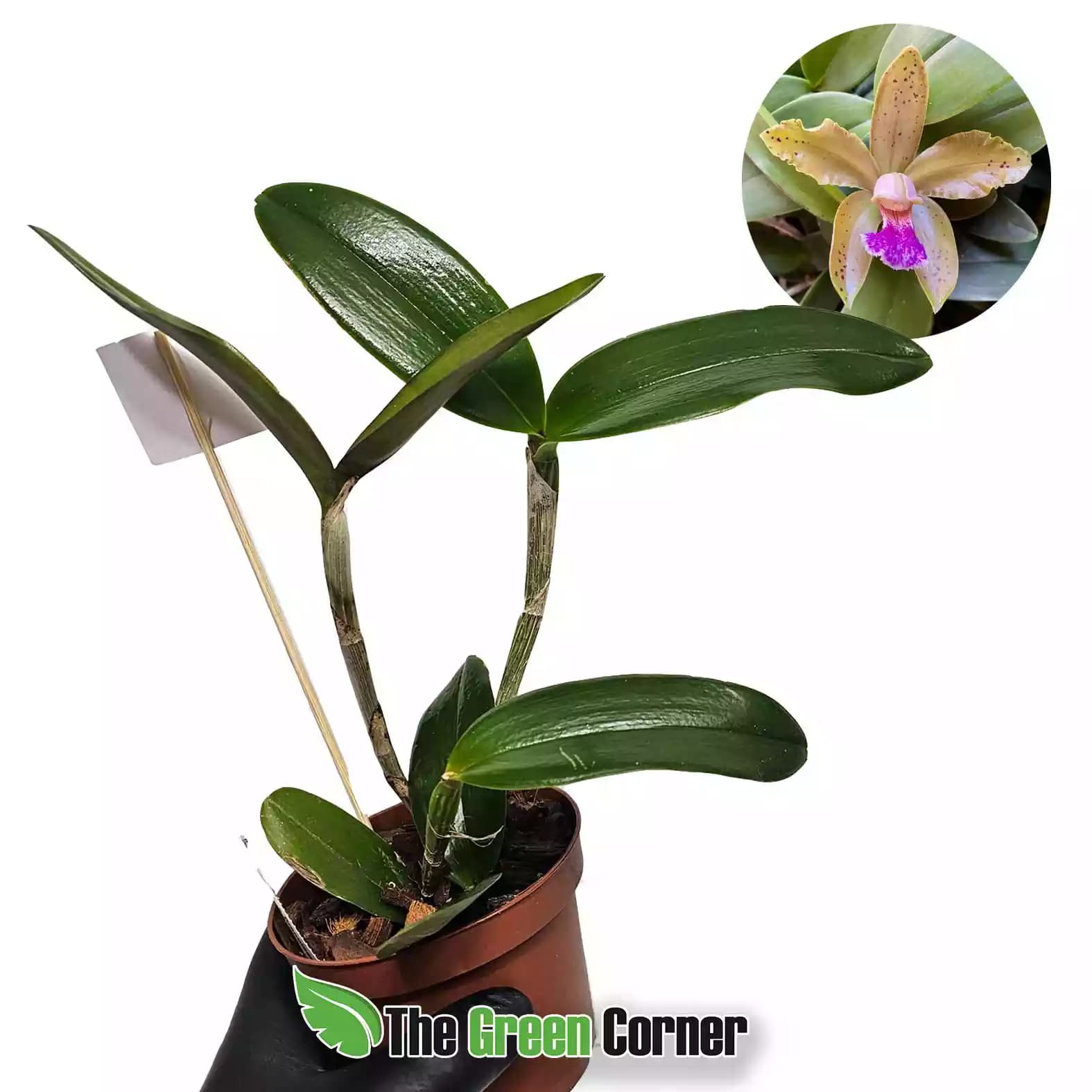 Cattleya-granulosa-trilabelo