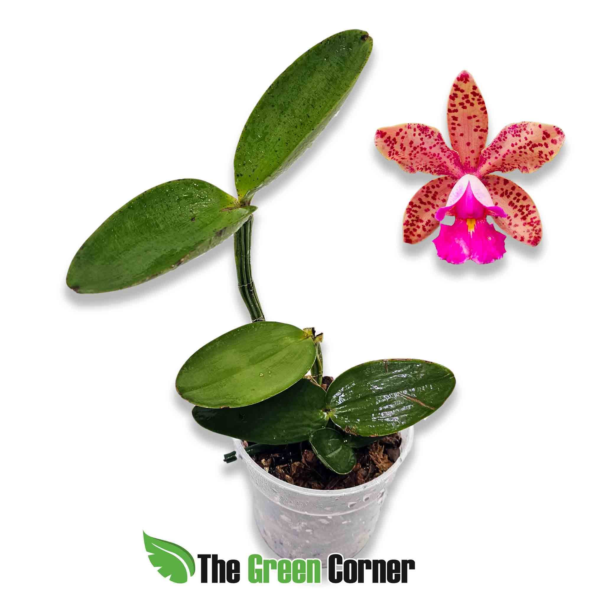 Cattleya-pan-de-azucar