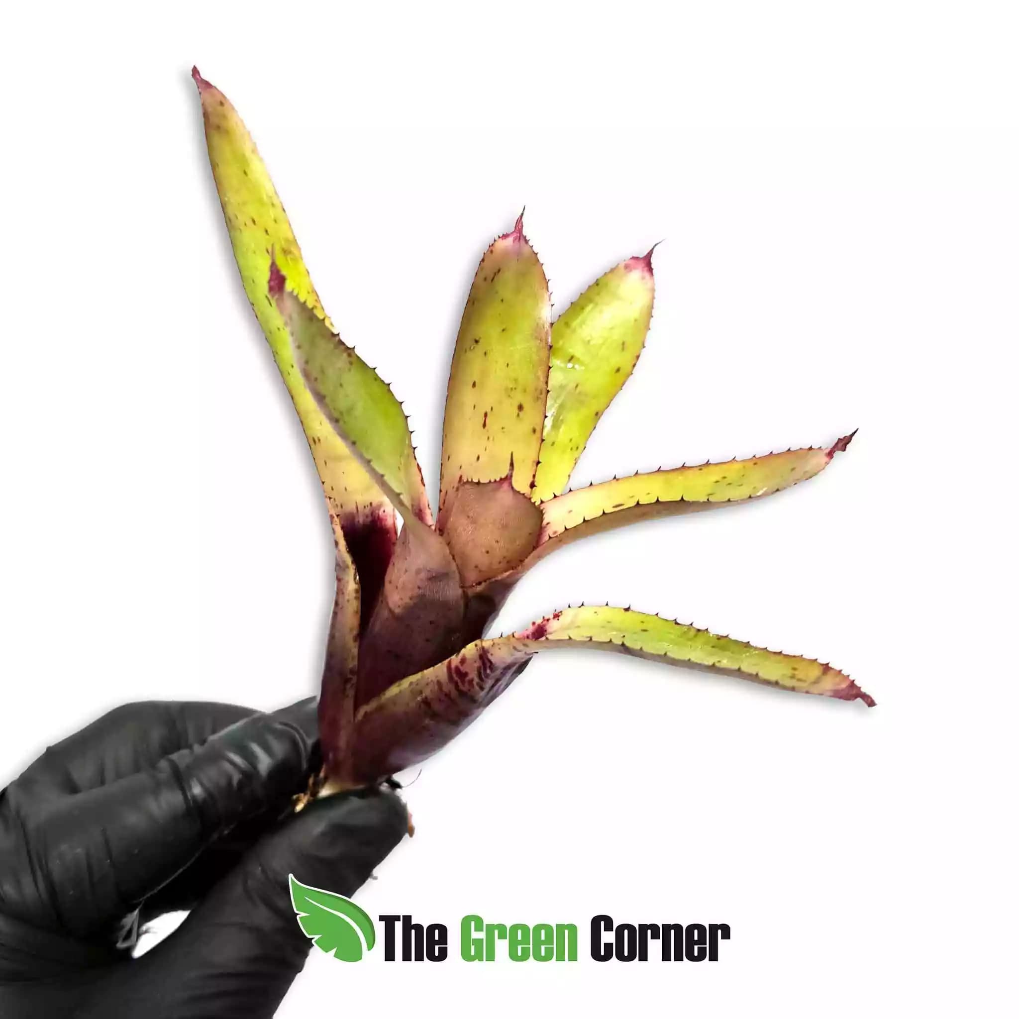 Neoregelia-Joao--marcio-x-cyanea