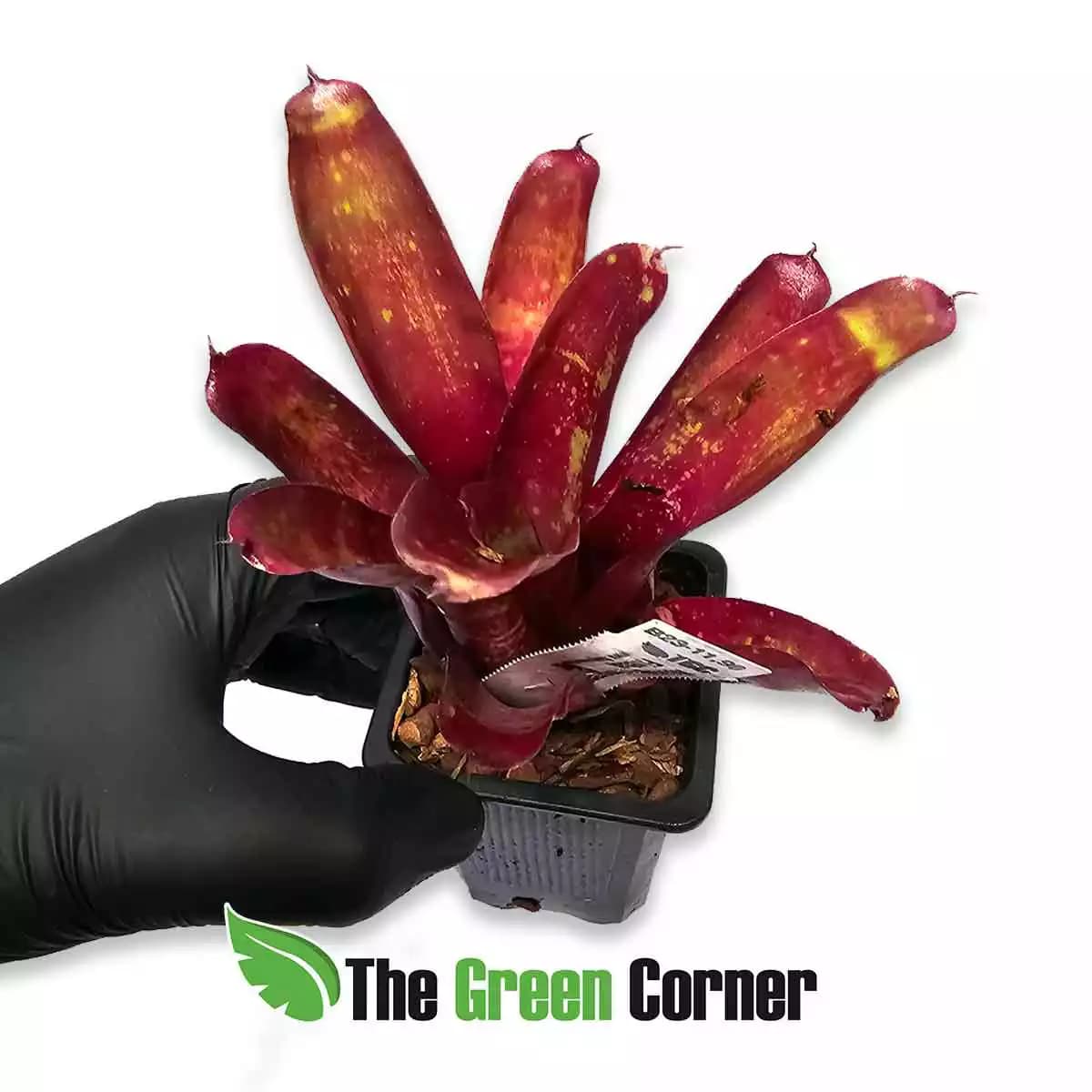 Neoregelia-empress-x-fireball