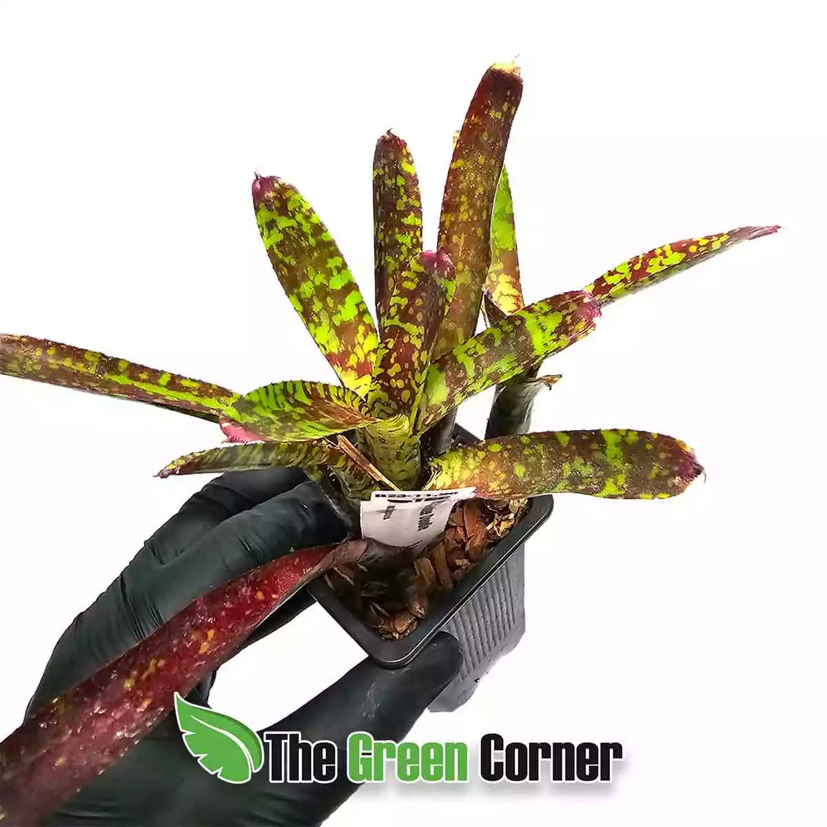 Neoregelia-yankee-doodle