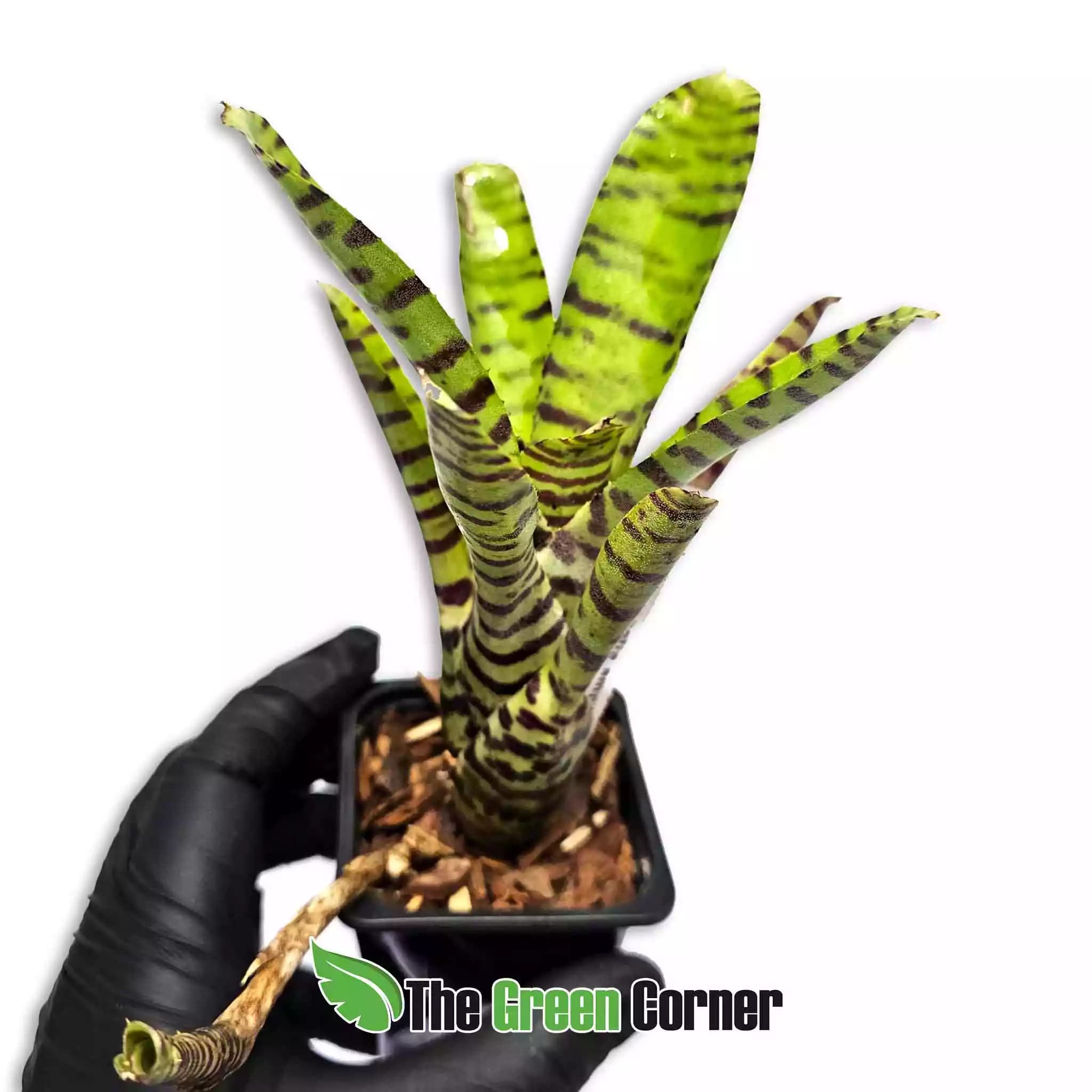 Noregelia-ampucellea-x-banded