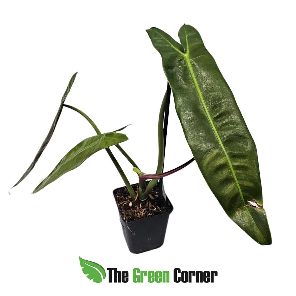 Philodendron-esmerialdiense-general