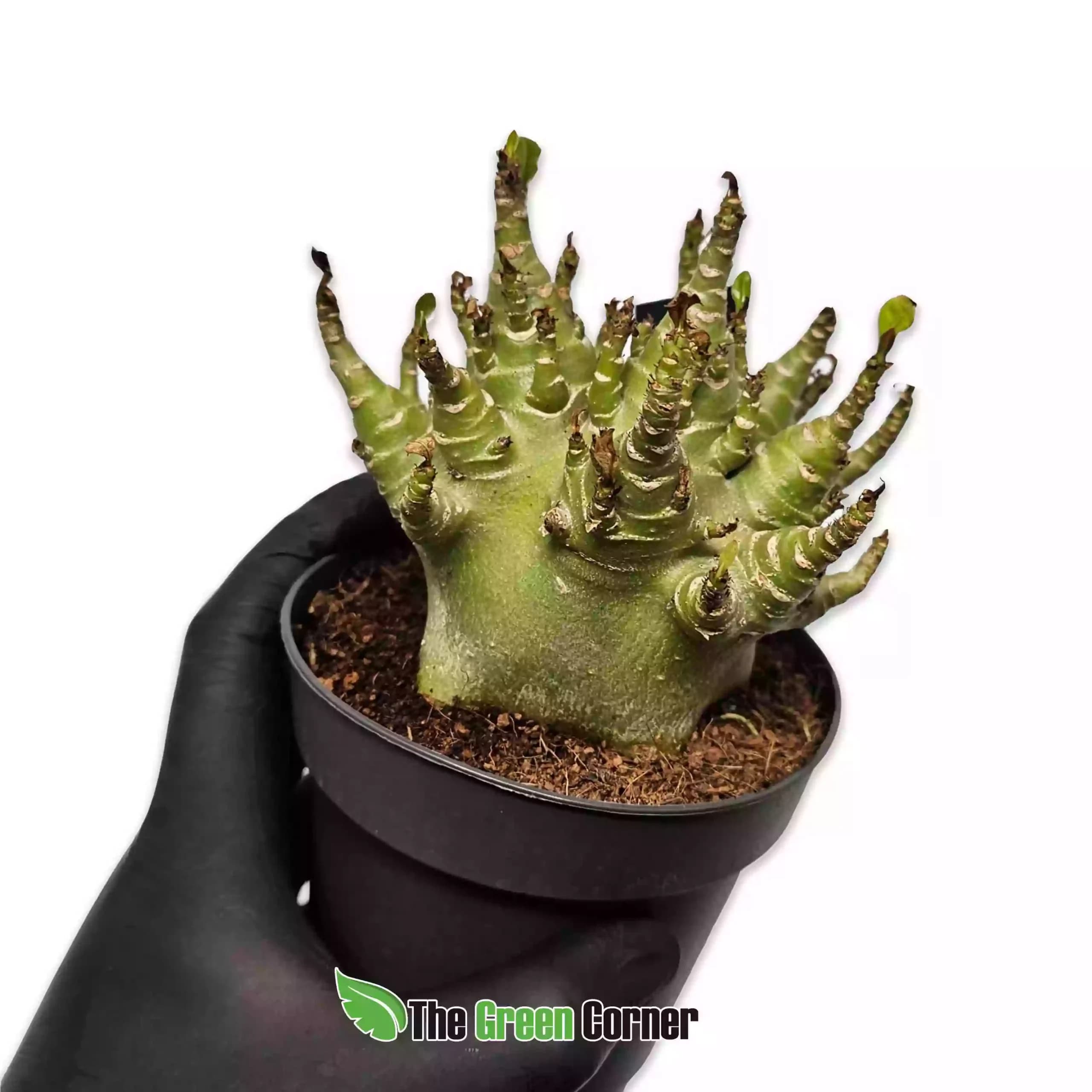 Adenium obesum Baobab Ansu