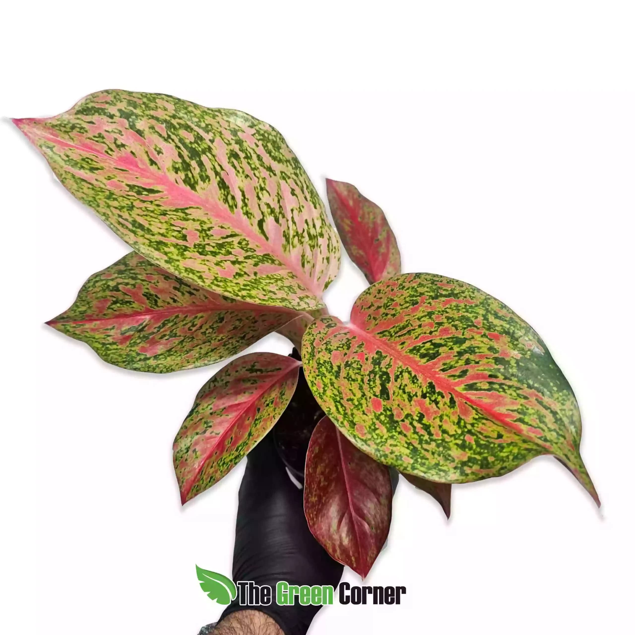 Aglaonema Jazzy Red