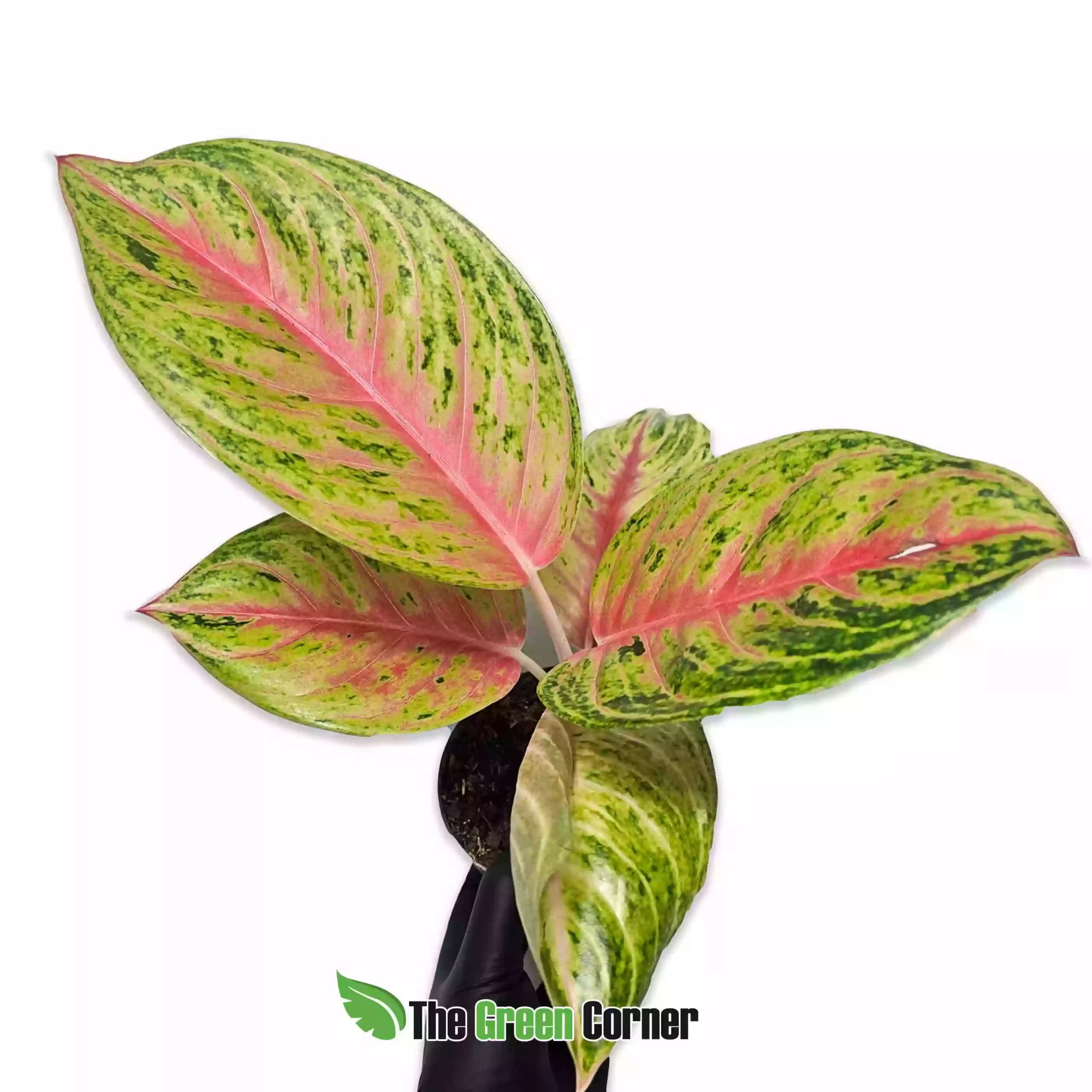 Aglaonema Rose Parakeet