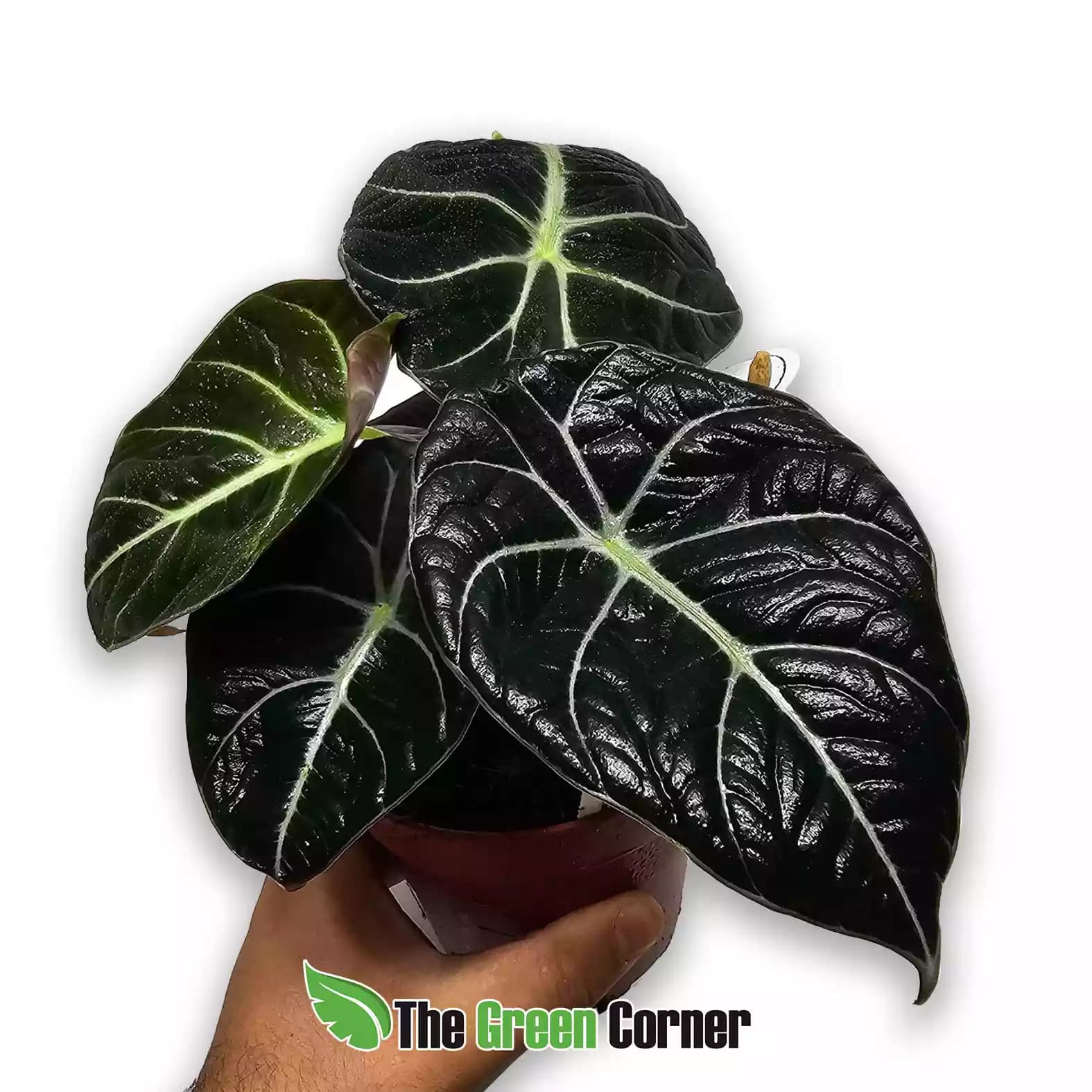 alocasia-black-velvet
