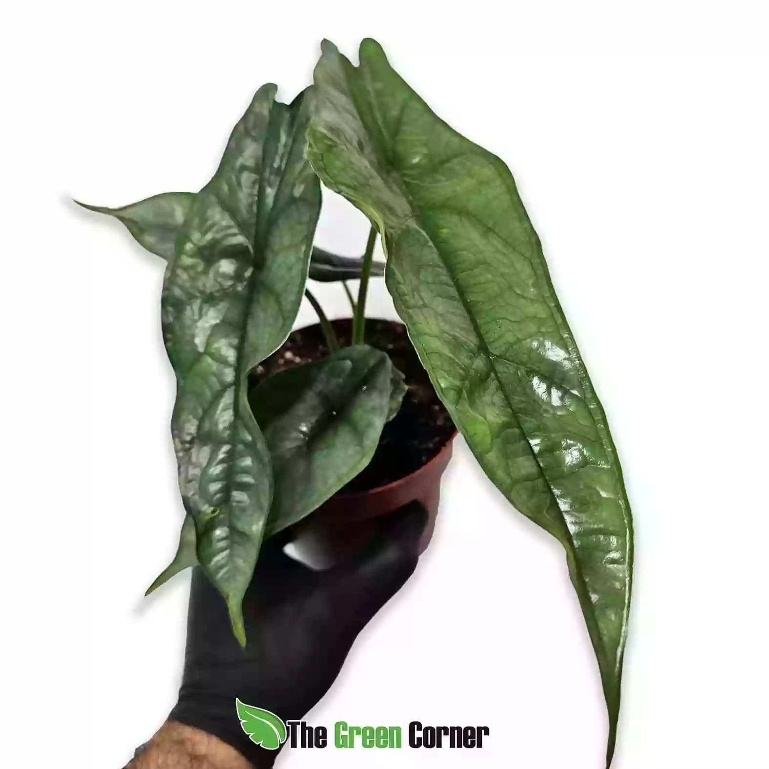 alocasia-dragons-breath-general