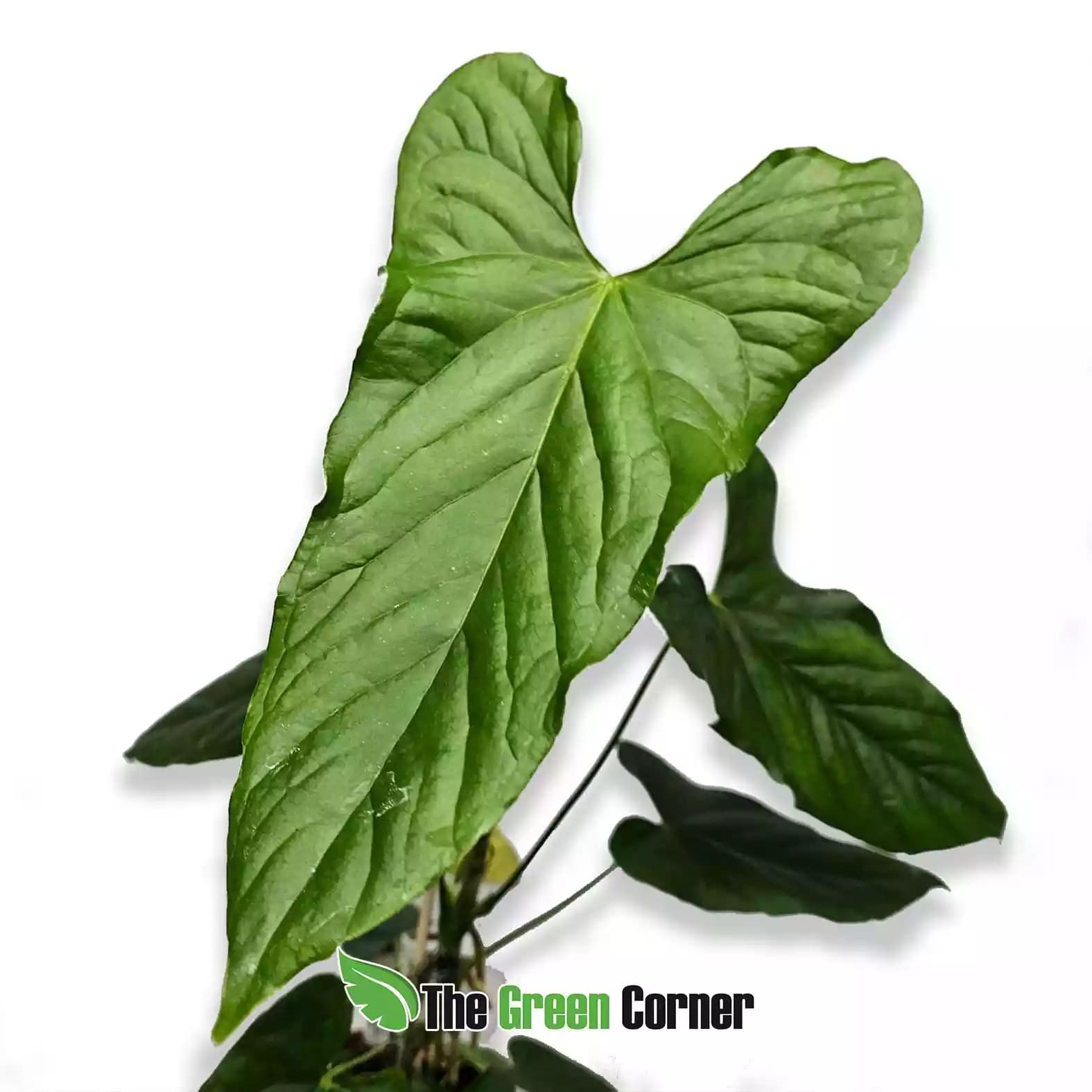 anthurium-balaloalum-general