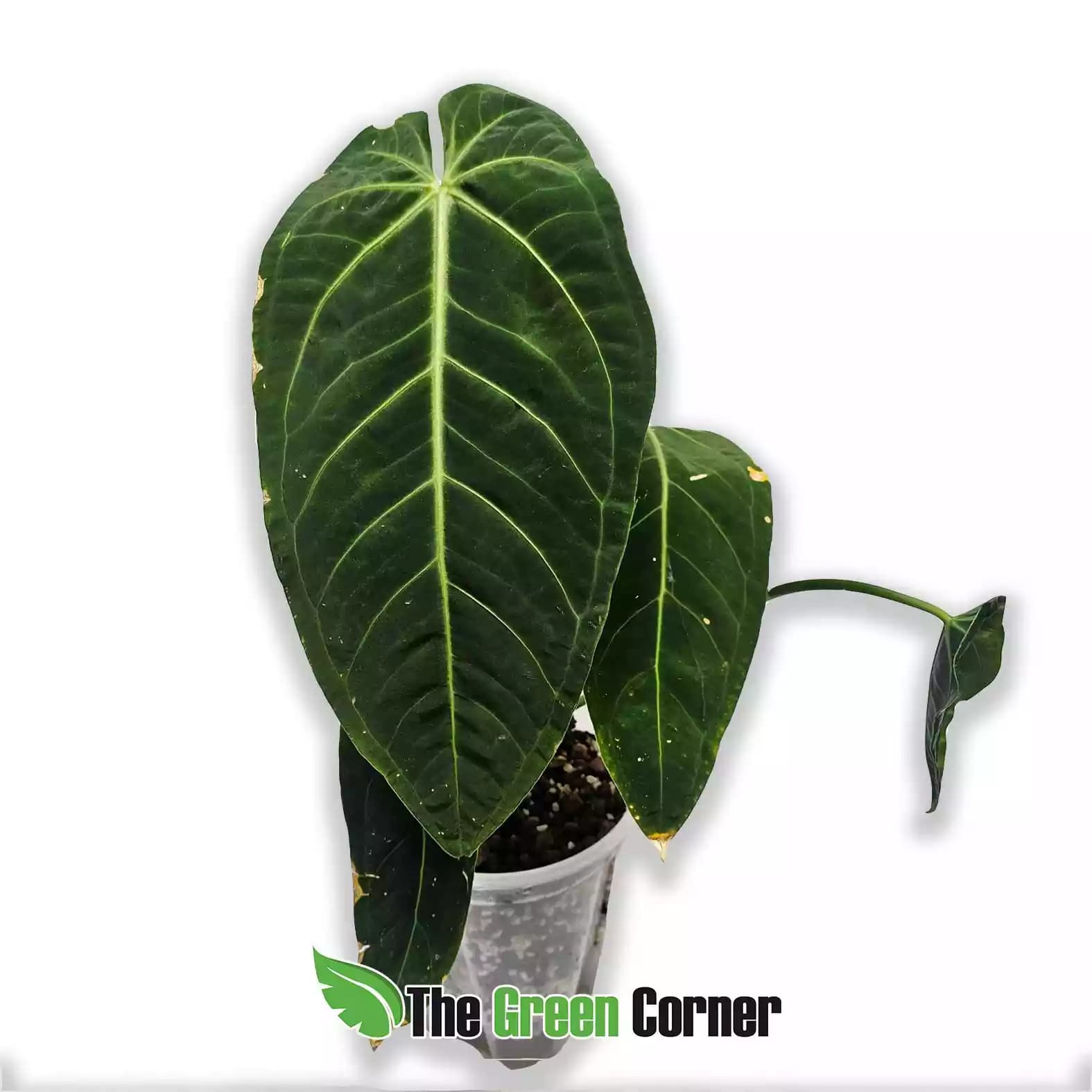 anthurium-century-queen