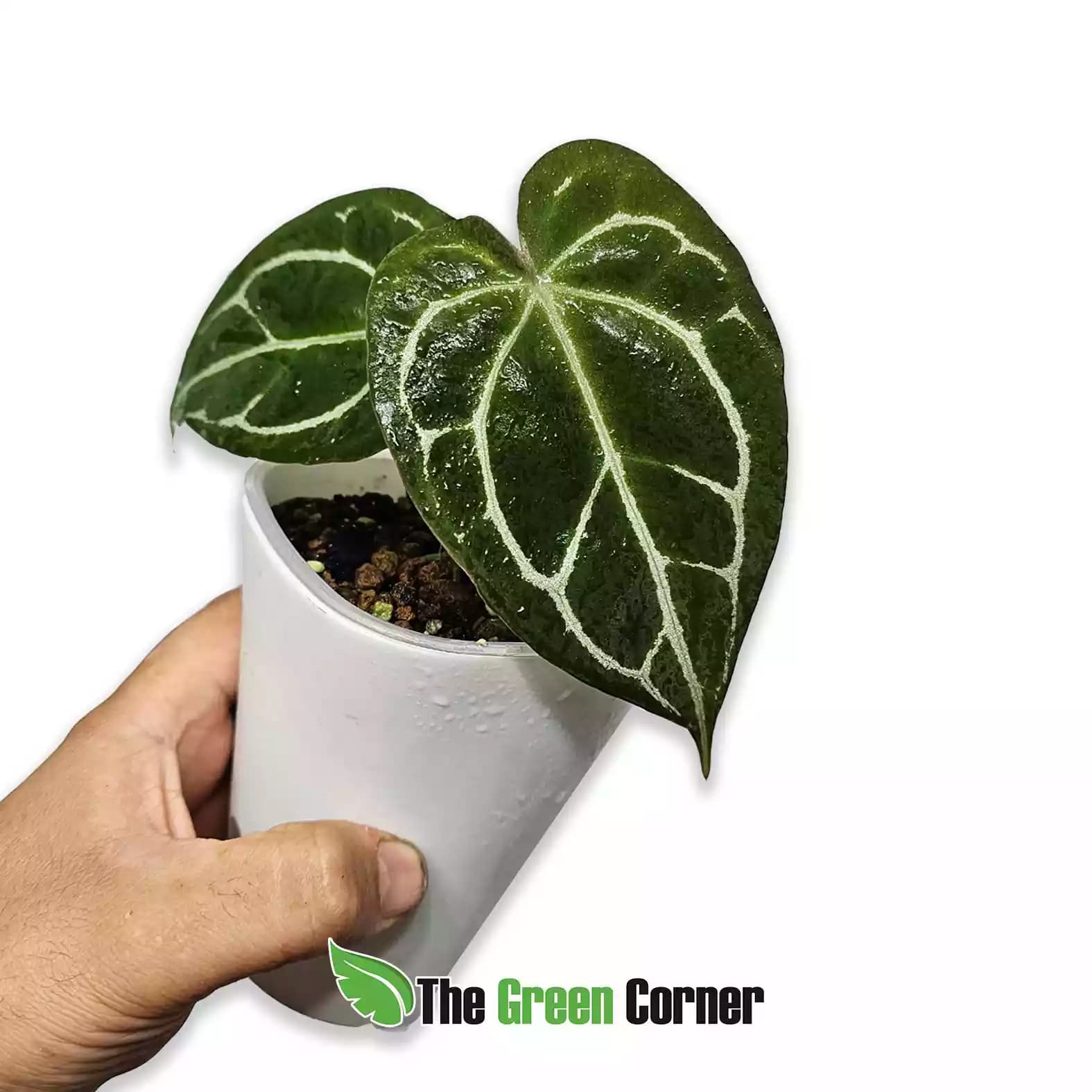 anthurium-nico