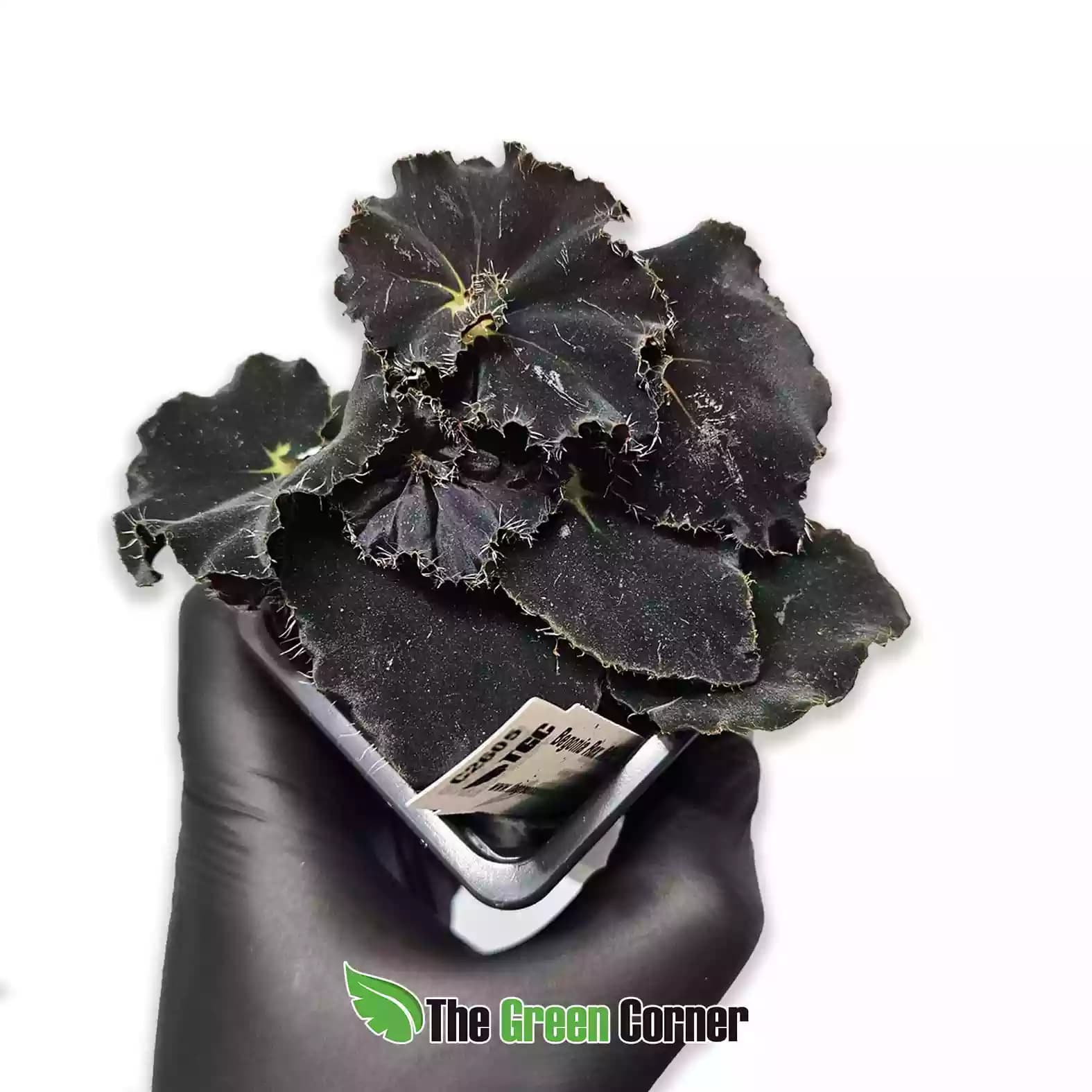 Begonia Rex "Black Velvet"