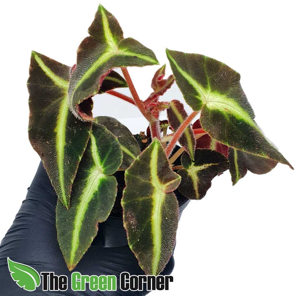 Begonia-Listada: Preciosa Begonia para terrario de tamaño pequeño
