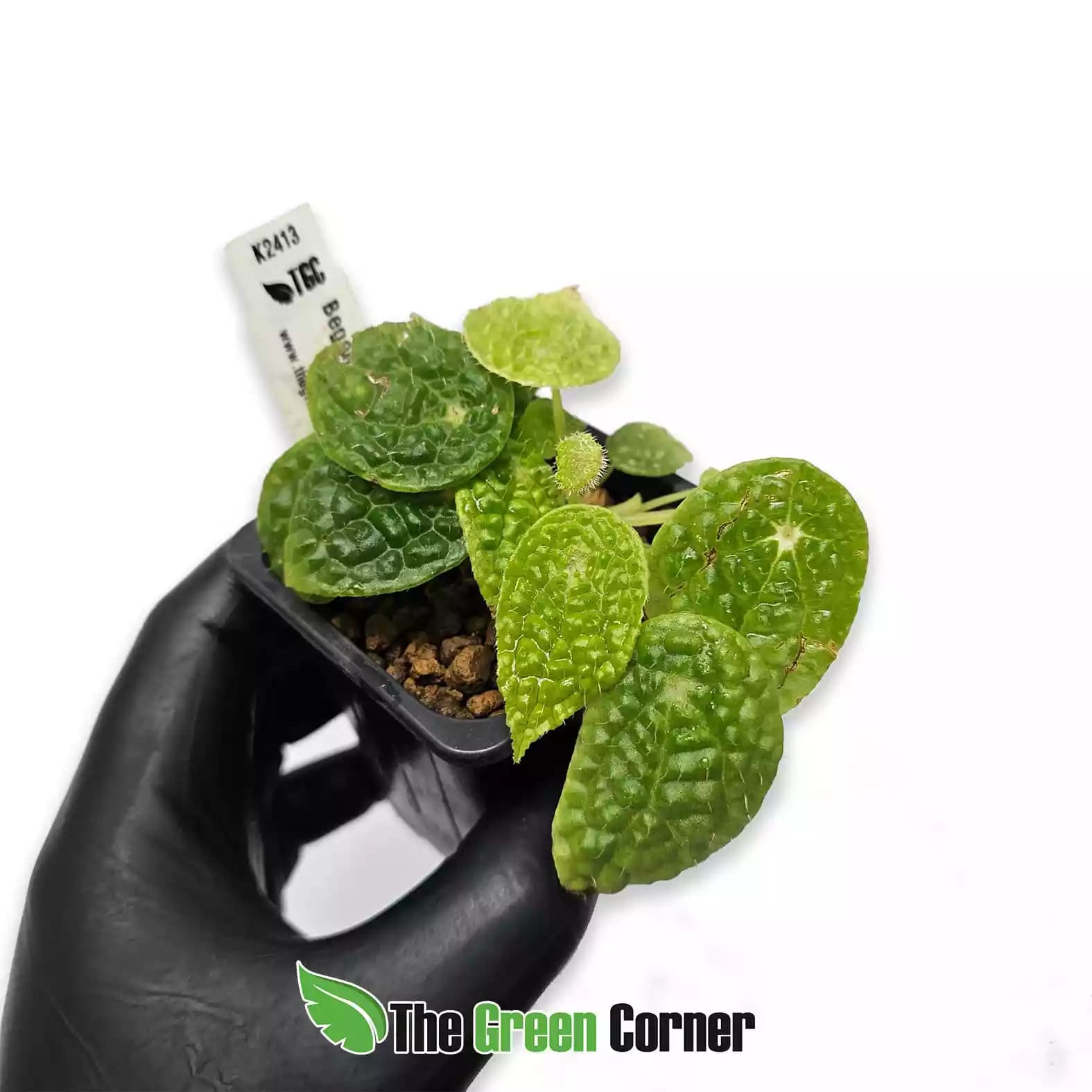 begonia-microsperma-1
