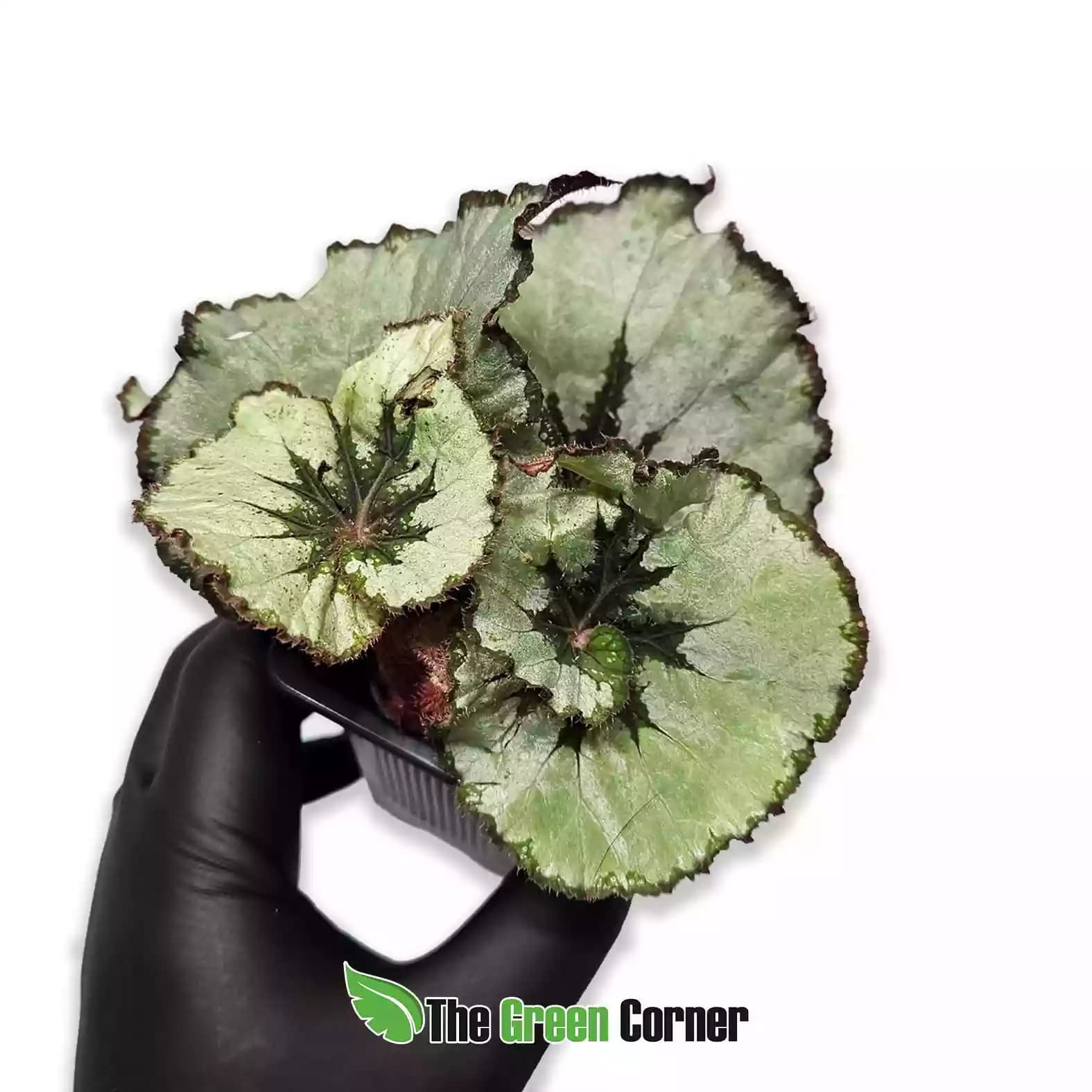 Begonia Rex "Silver Snail"
