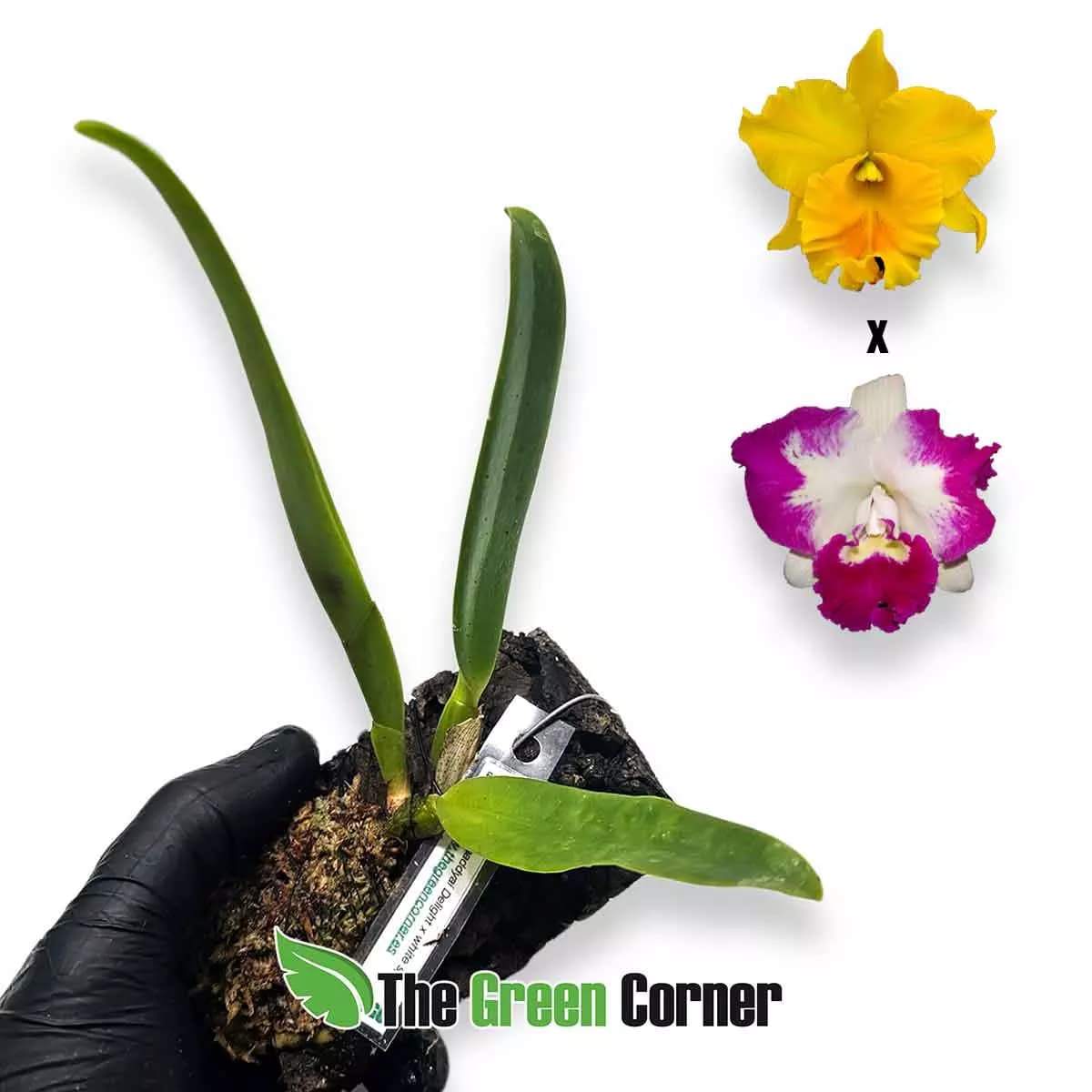 blc-haadyai-x-white-spark