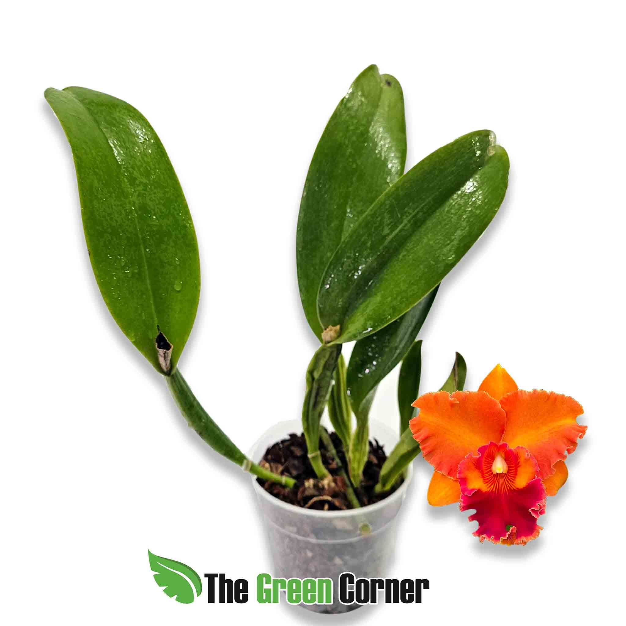 blc-miriam-suzuki