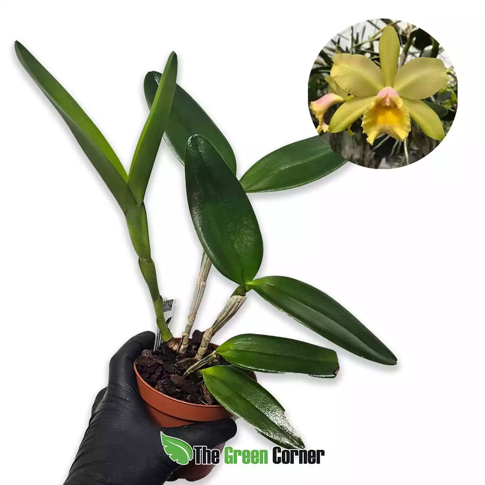 Blc. Waikiki Gold “Lea” HCC/AOS