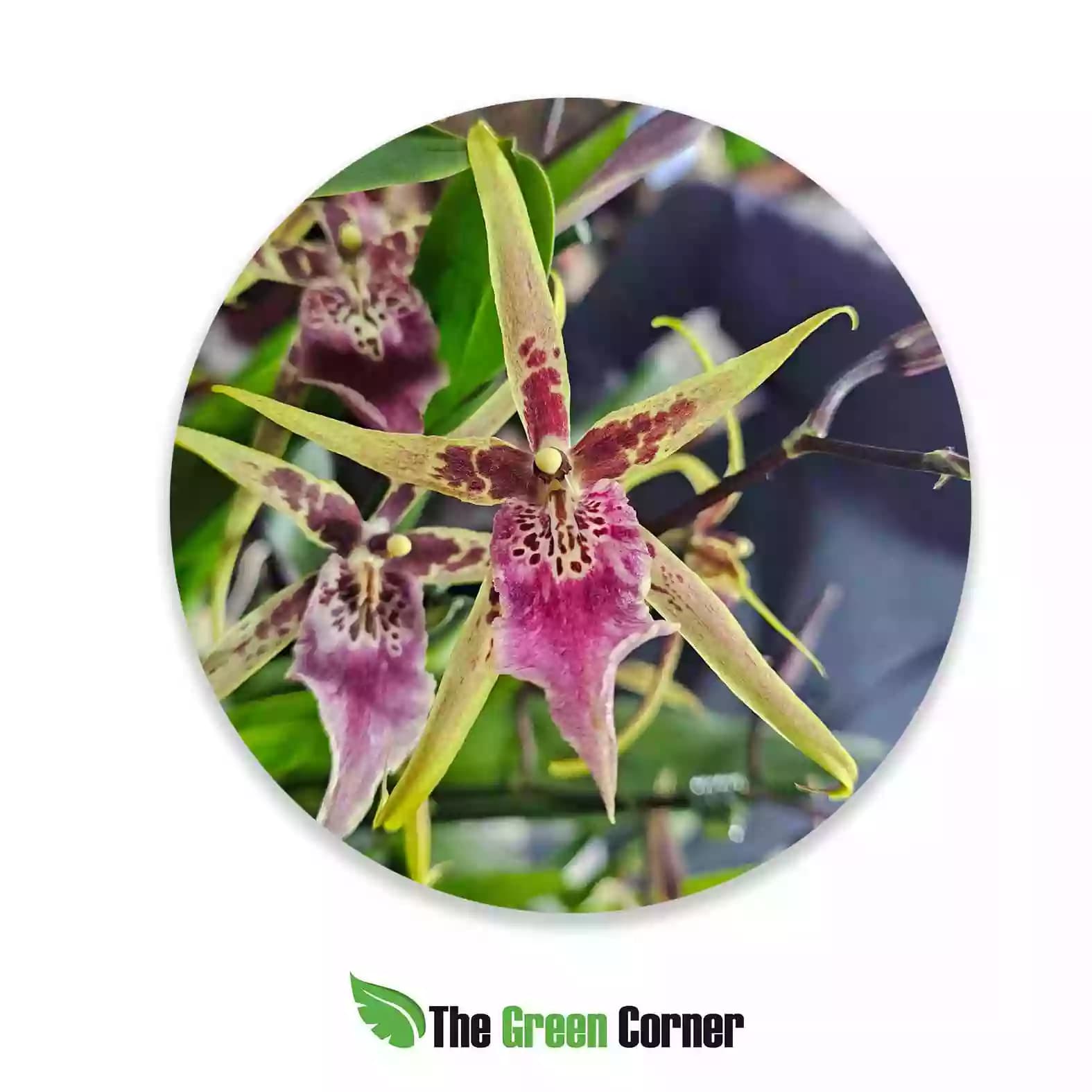 brassia-cambria-roja