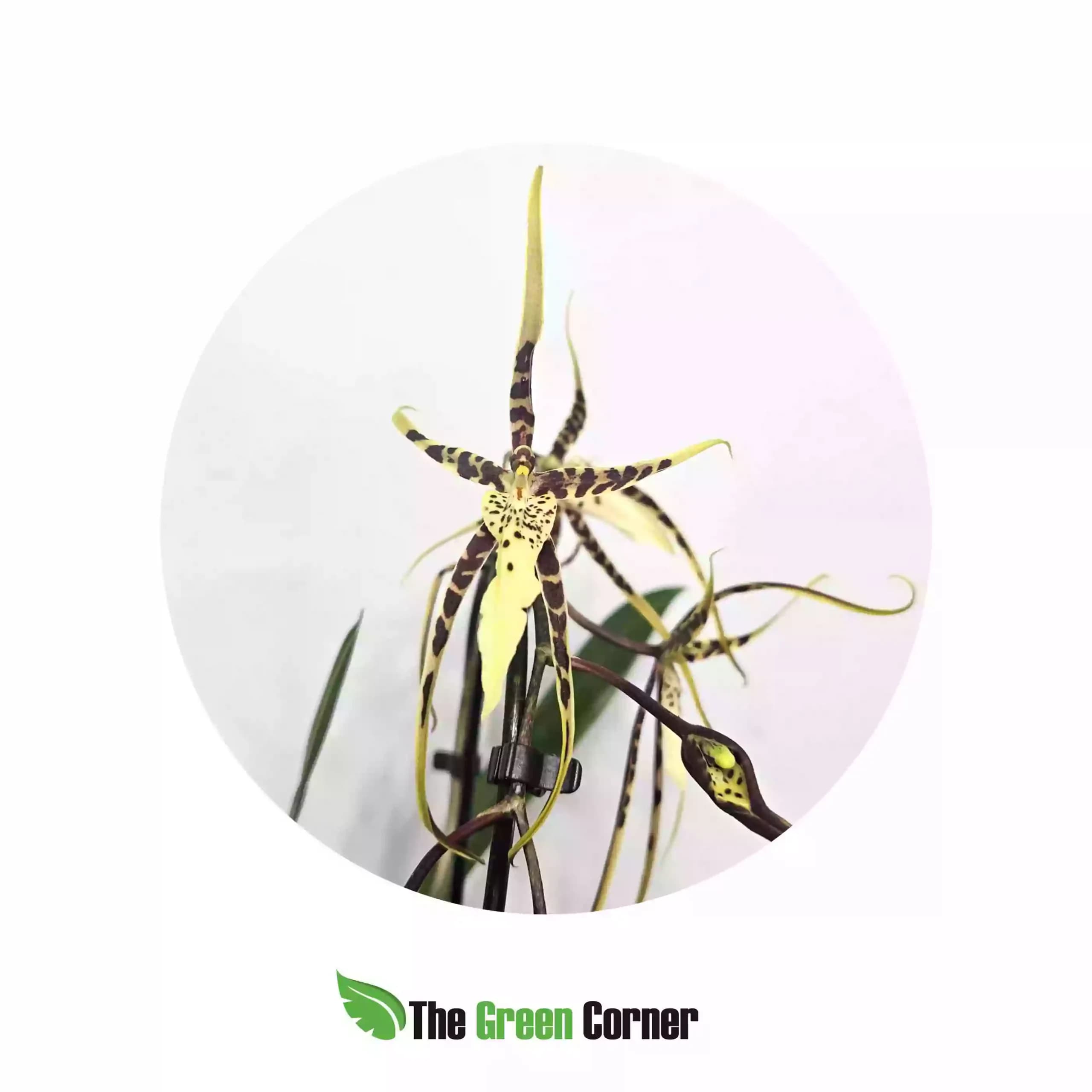 brassia-clara