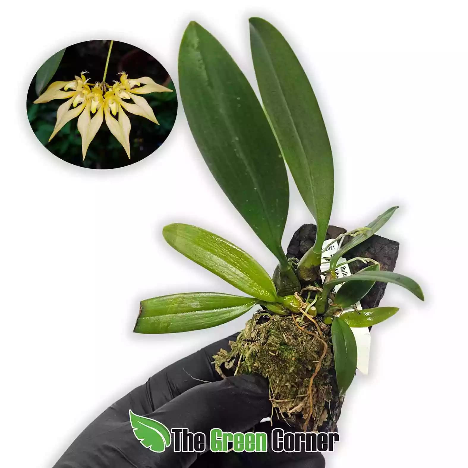 bulbophyllum-anandelaei-alba